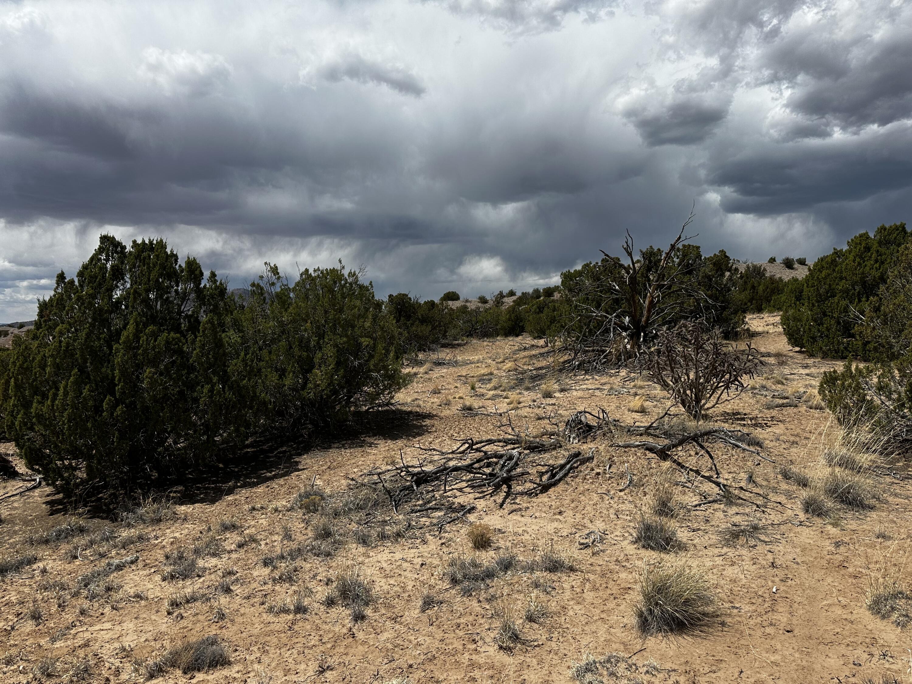 Wild Onion Road, Medanales, New Mexico image 22