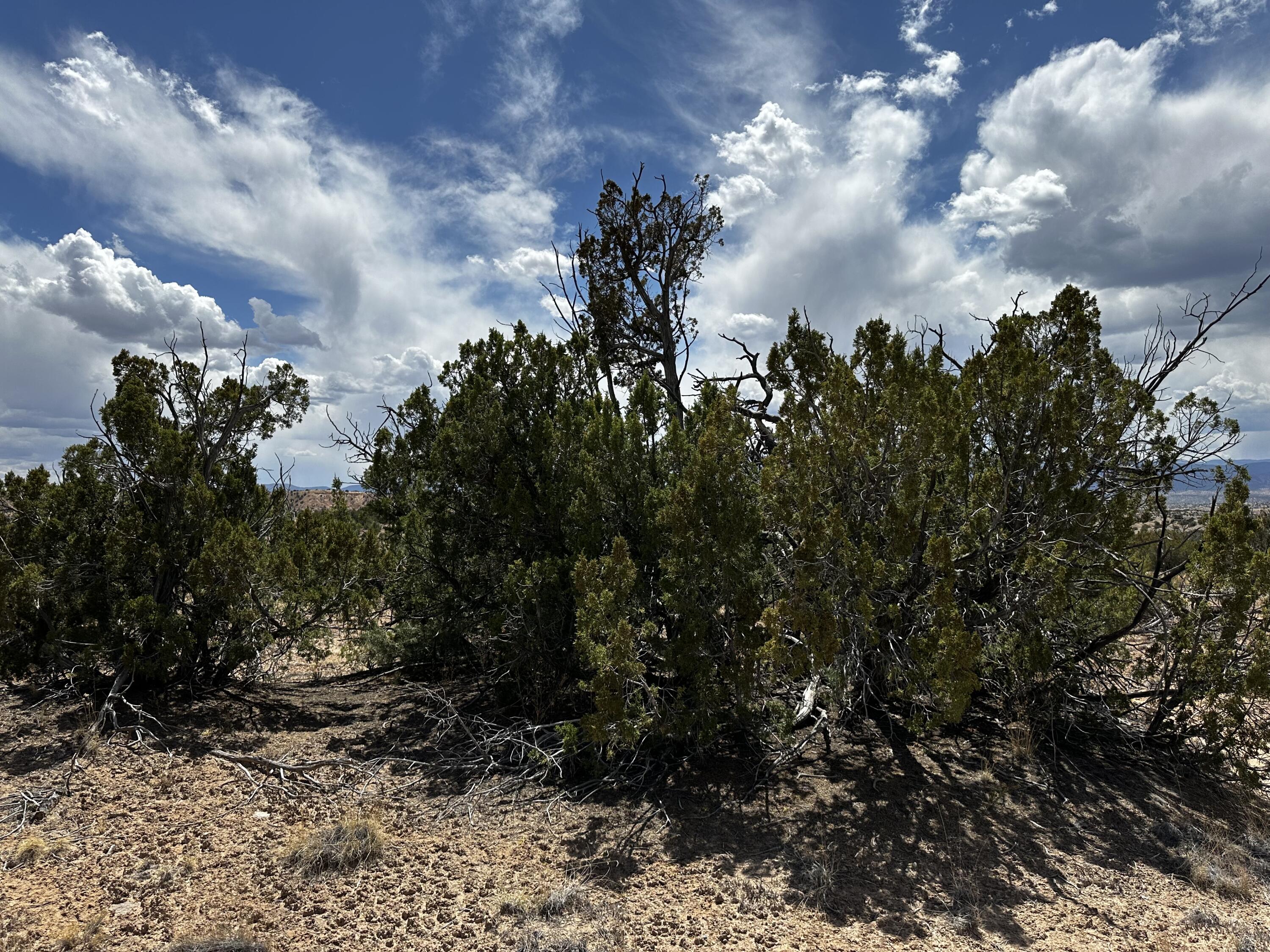 Wild Onion Road, Medanales, New Mexico image 17