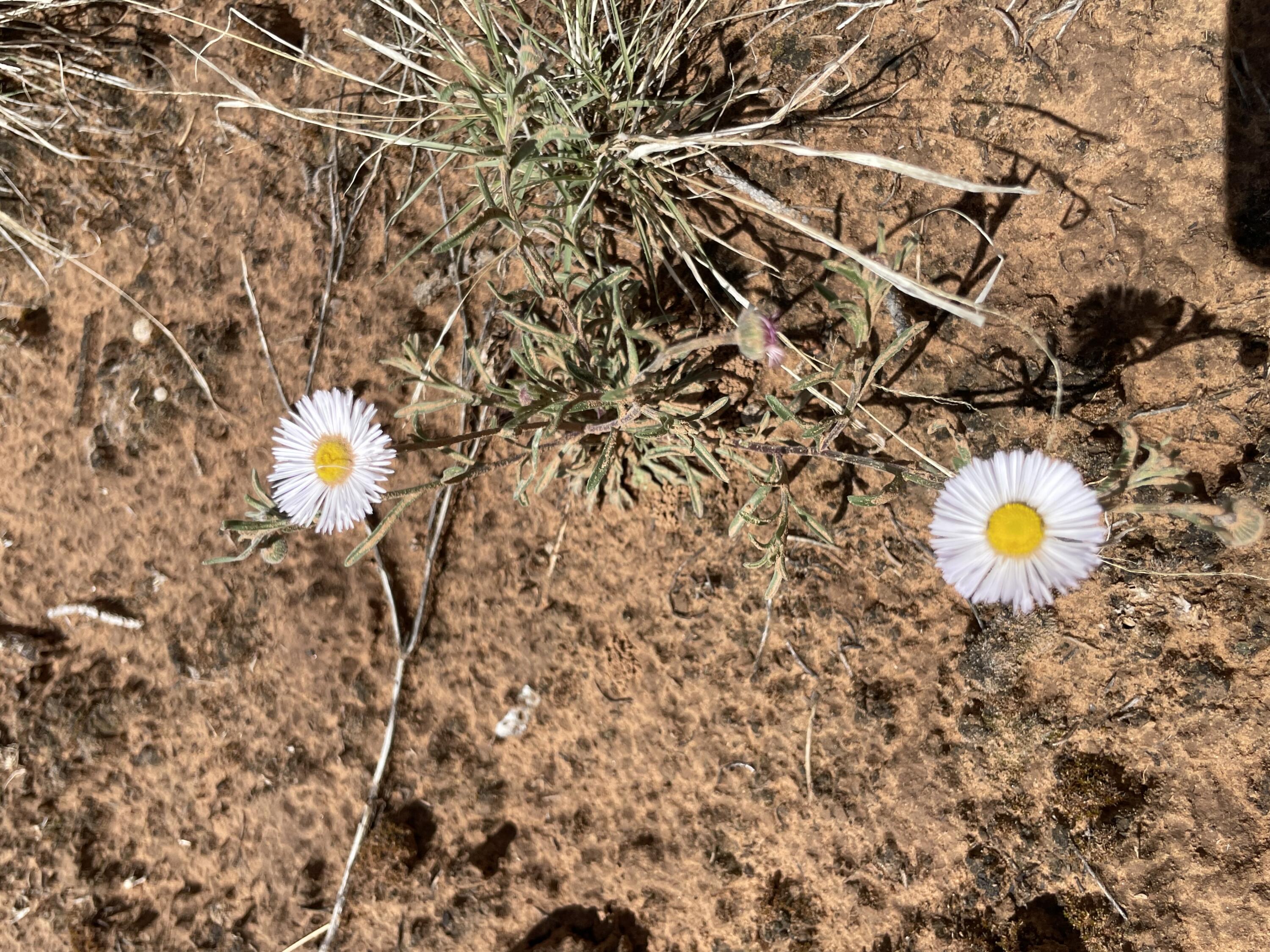 131 Paa Ko Drive, Sandia Park, New Mexico image 18