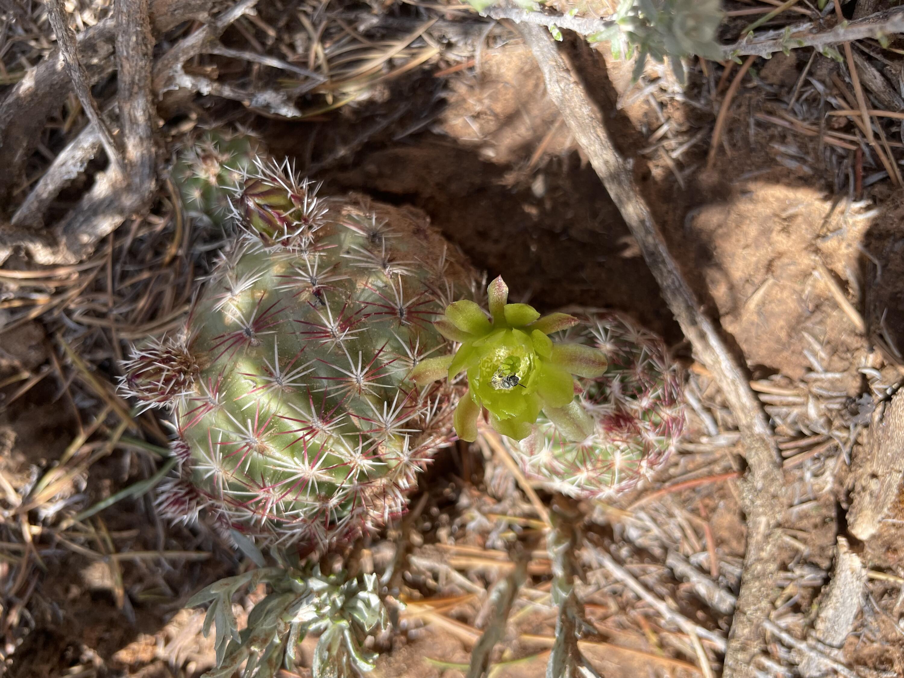 131 Paa Ko Drive, Sandia Park, New Mexico image 15