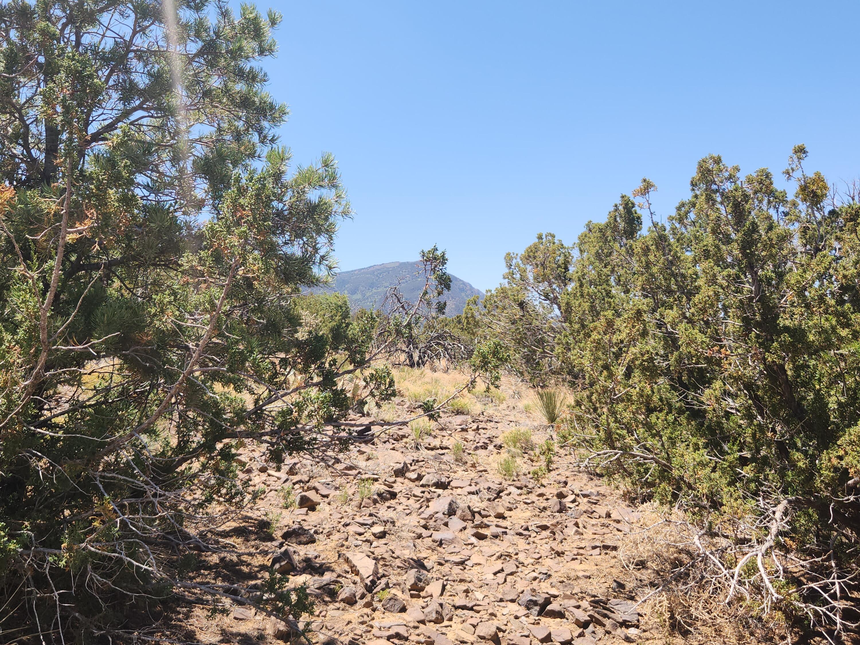 4 Charlotte Lane, Placitas, New Mexico image 8