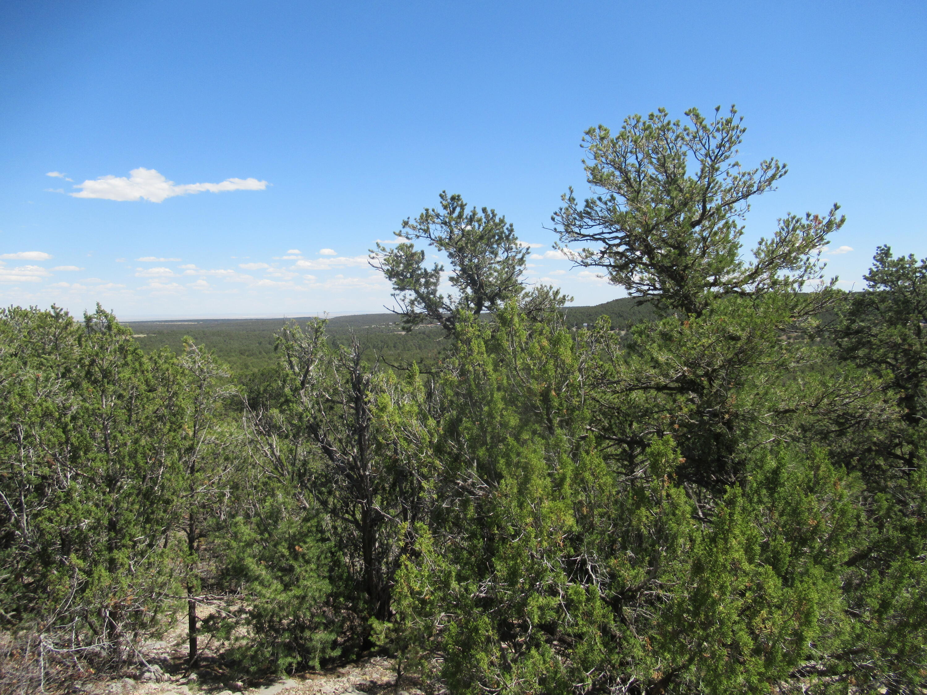 240 Jesse James Road, Tijeras, New Mexico image 23