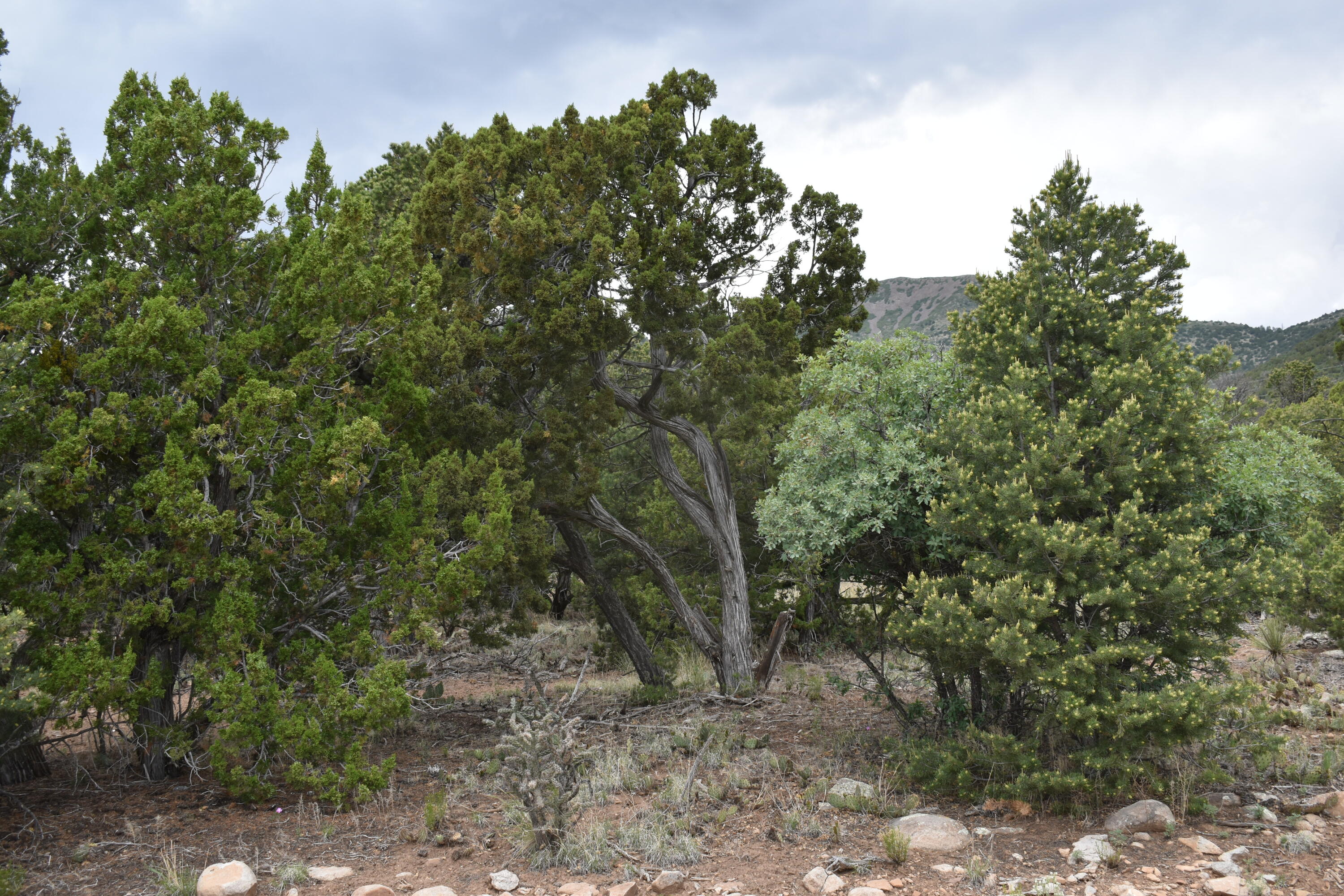 5 Vista Sierra Road, Edgewood, New Mexico image 4