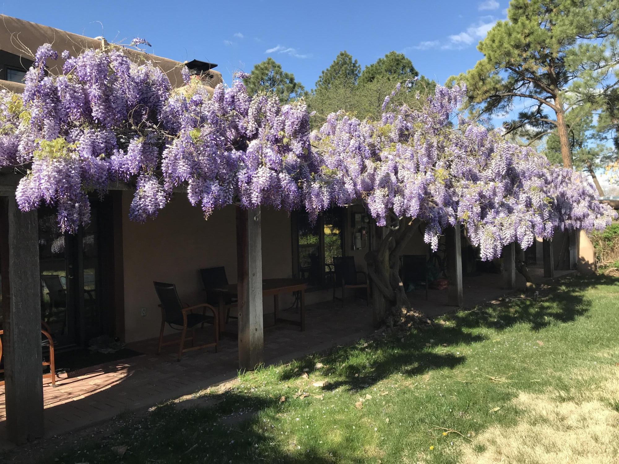 1905 Avenida Las Campanas, Los Ranchos, New Mexico image 34