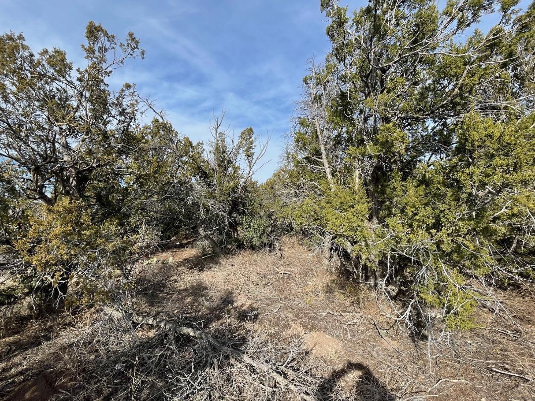 194 B County Line Road, Edgewood, New Mexico image 6