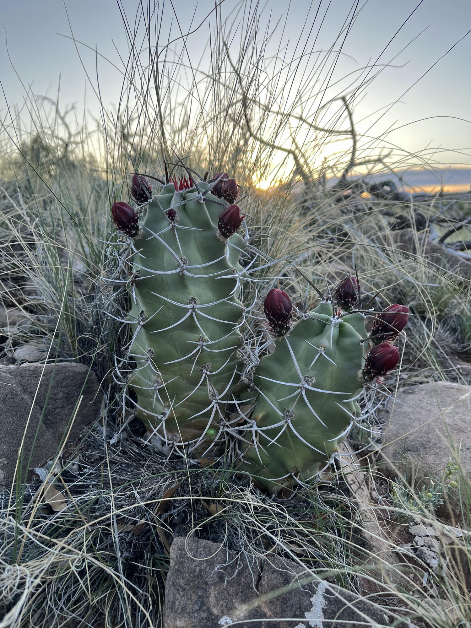 101 Wild Primrose Road, Placitas, New Mexico image 11