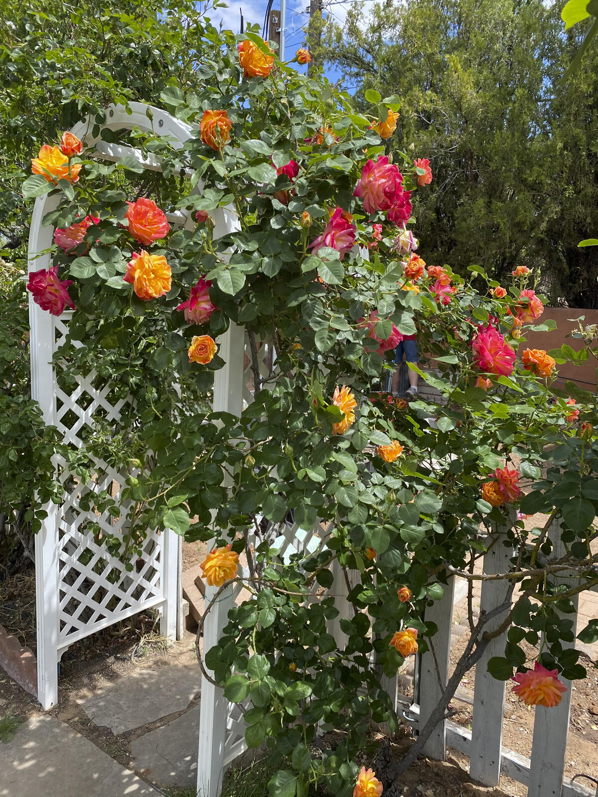 1720 Ross Place, Albuquerque, New Mexico image 39