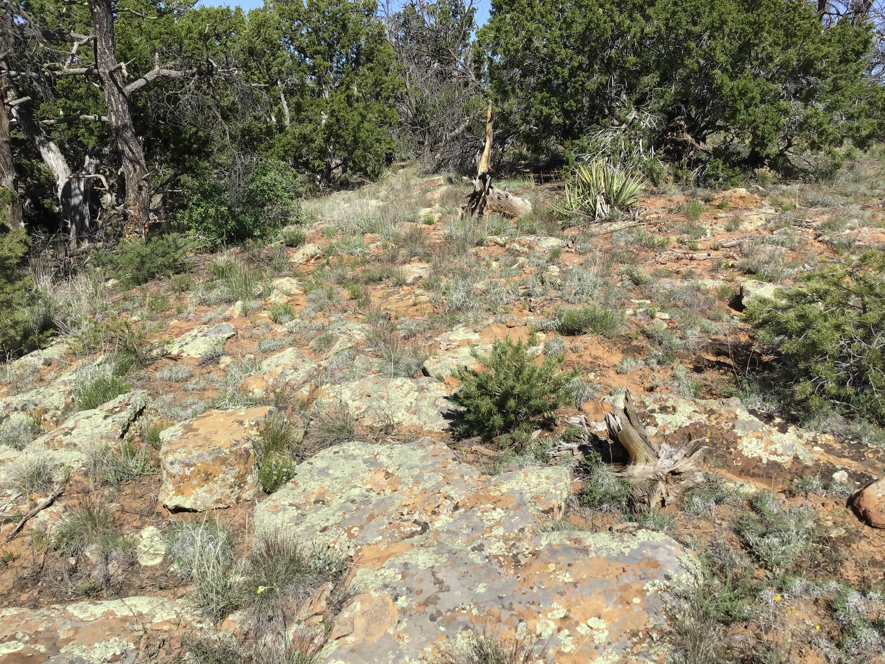 Lot 202 Canyon Cove, Ramah, New Mexico image 17