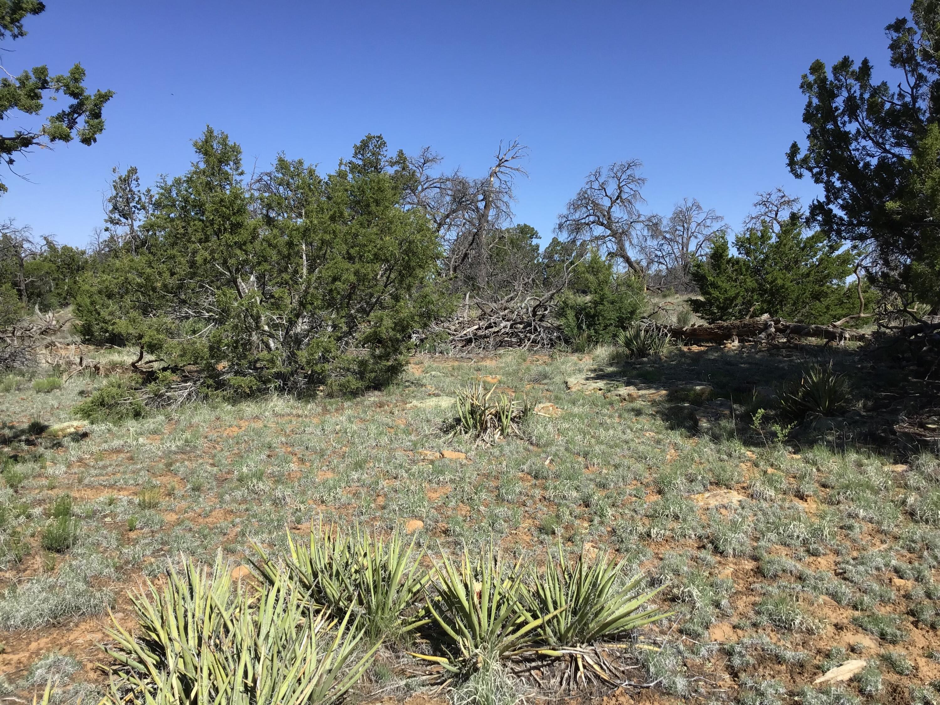 Lot 202 Canyon Cove, Ramah, New Mexico image 16