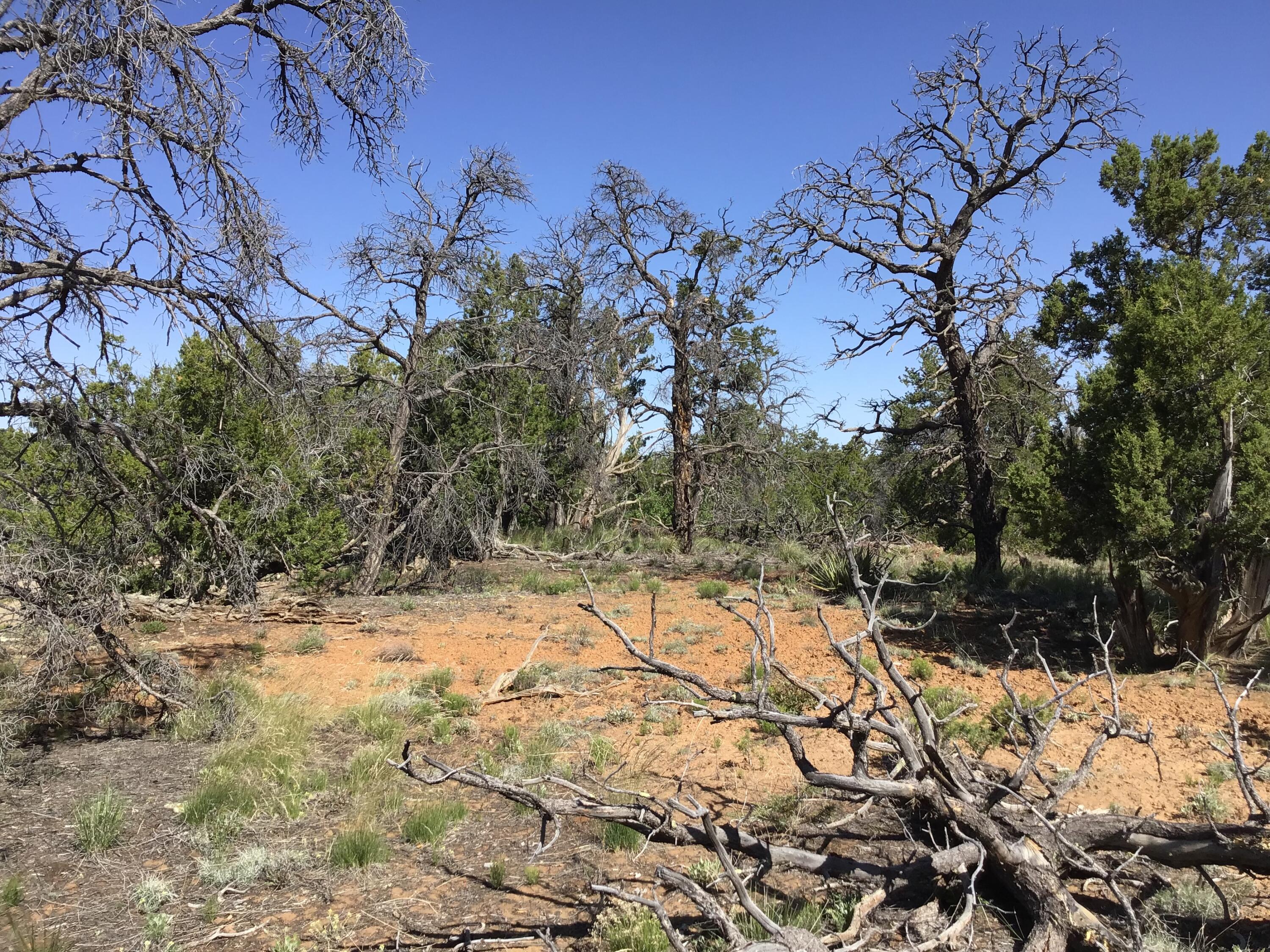 Lot 202 Canyon Cove, Ramah, New Mexico image 18