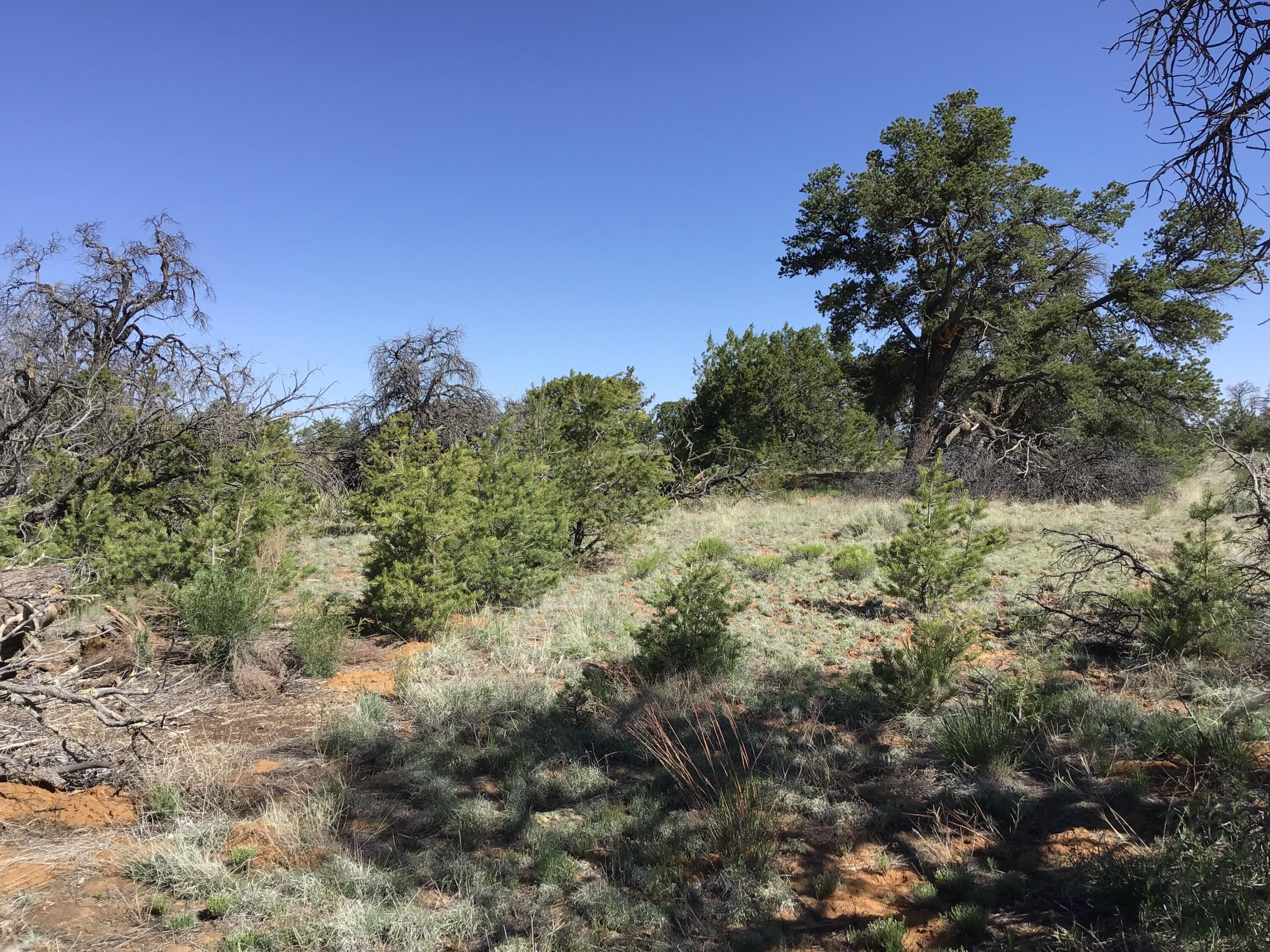 Lot 202 Canyon Cove, Ramah, New Mexico image 13