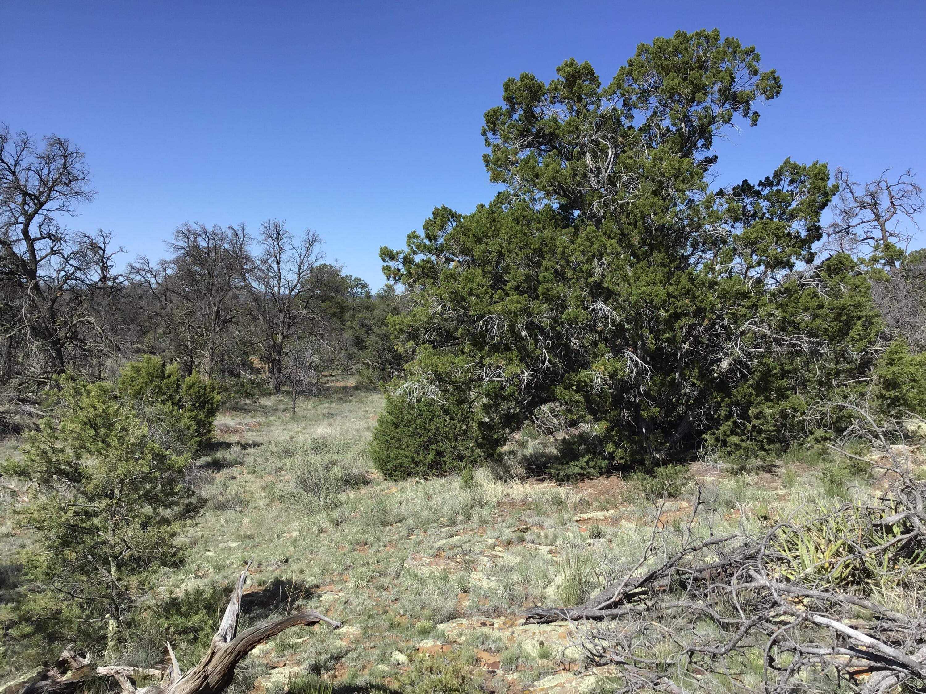 Lot 202 Canyon Cove, Ramah, New Mexico image 12