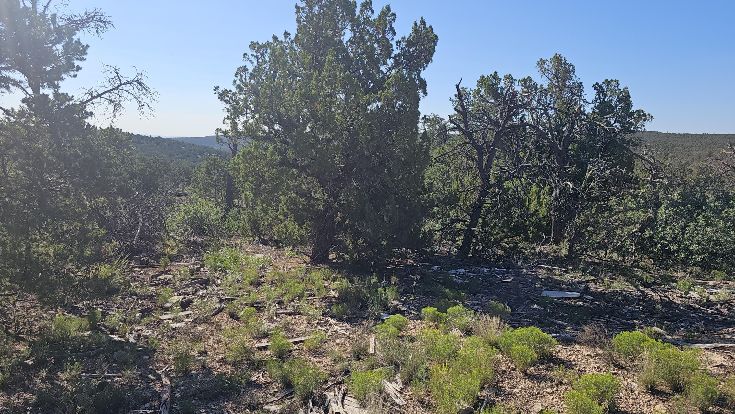 Cross Road, Edgewood, New Mexico image 3