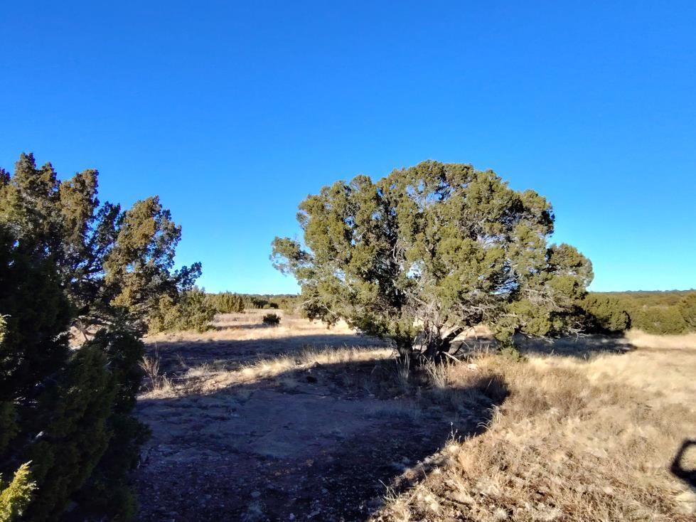 Ravine Lane, Mountainair, New Mexico image 17