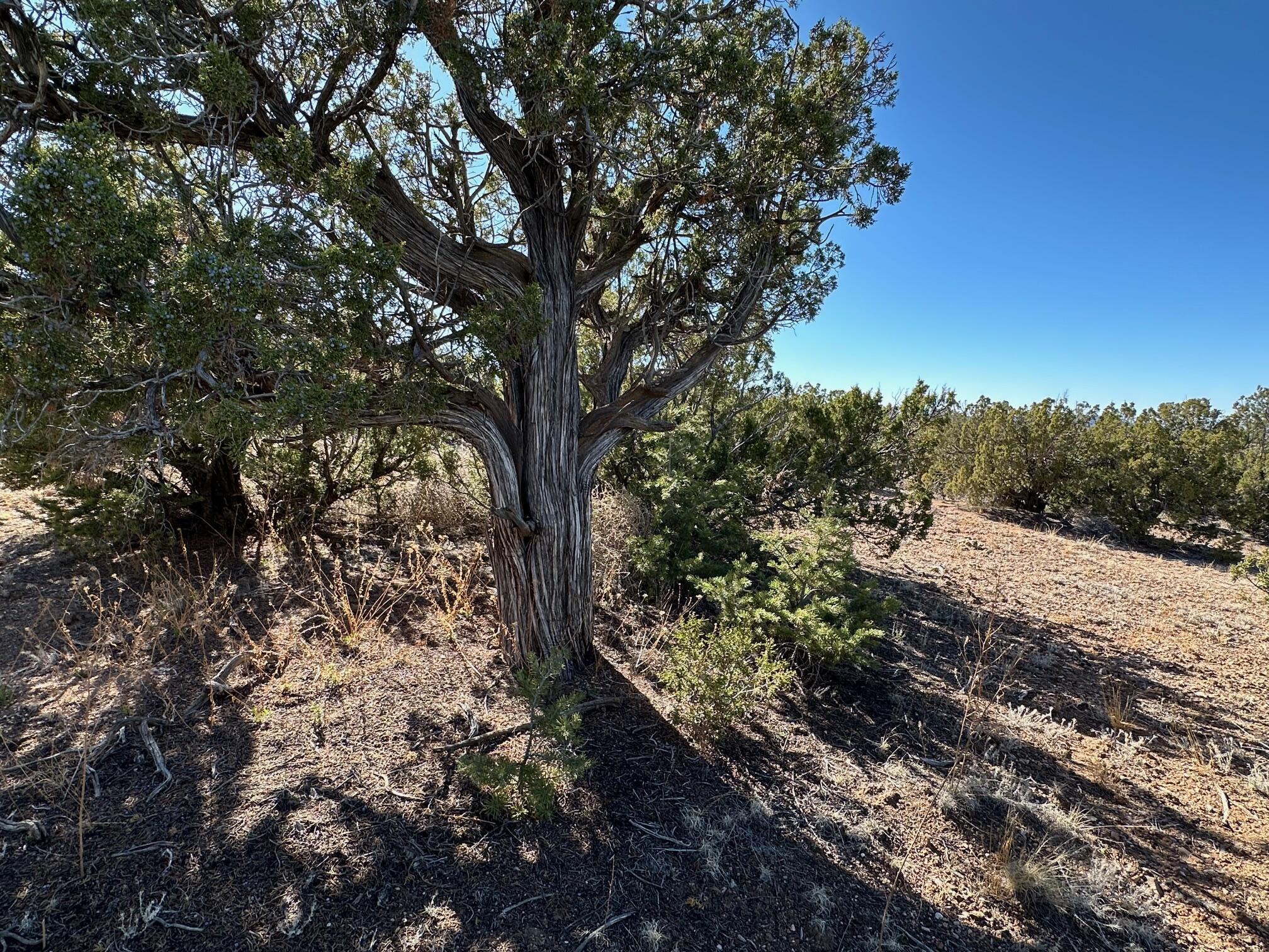 45 Stagecoach Trail, Sandia Park, New Mexico image 15