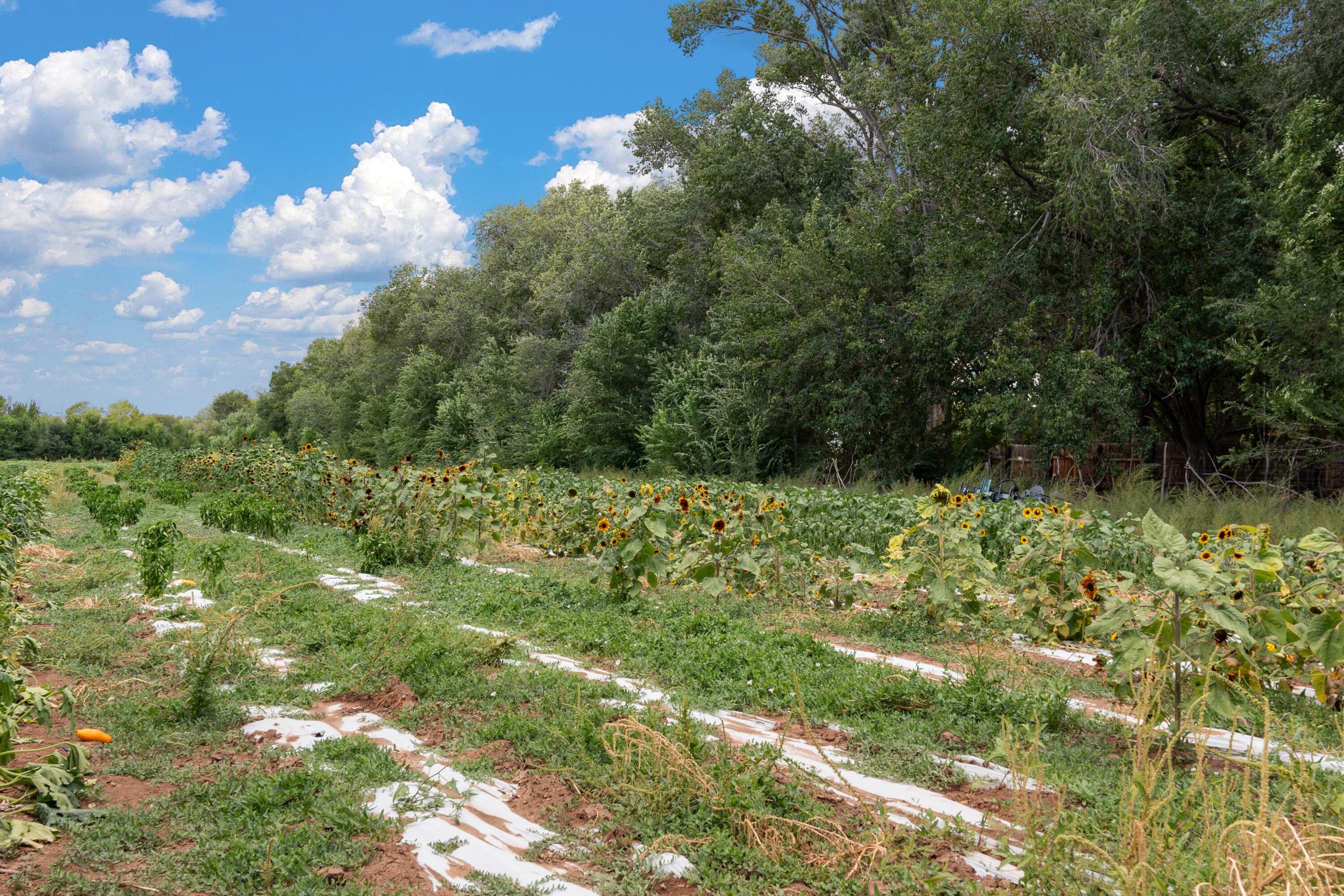 Wallace Lane, Corrales, New Mexico image 16