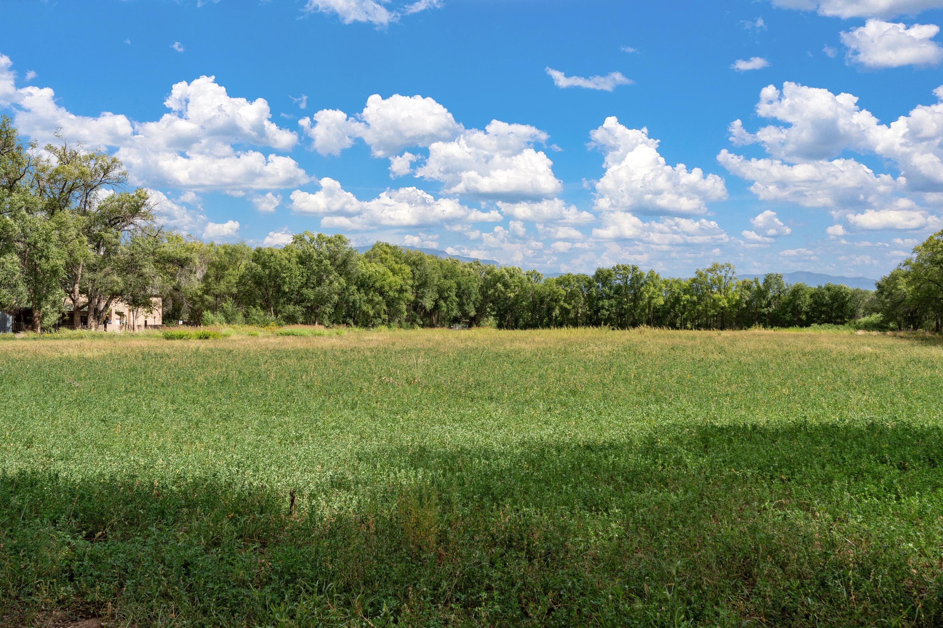 Wallace Lane, Corrales, New Mexico image 18