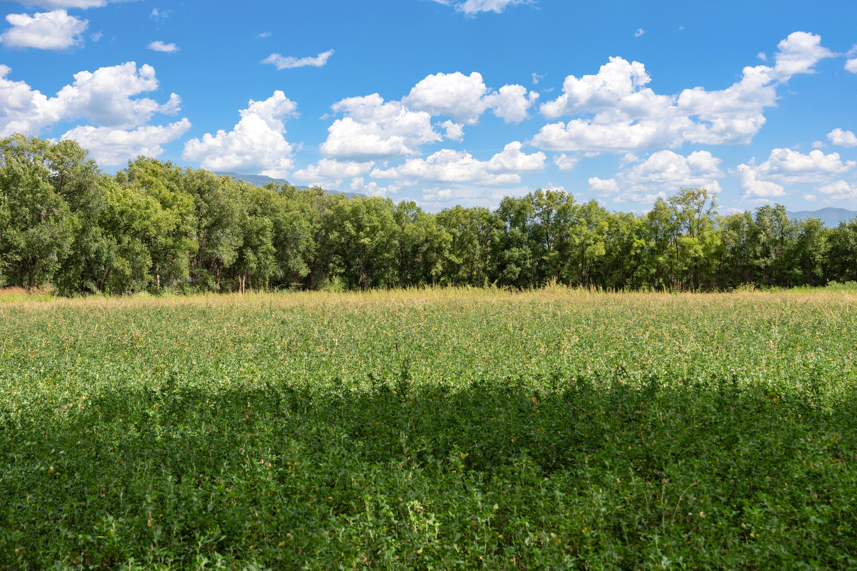 Wallace Lane, Corrales, New Mexico image 14