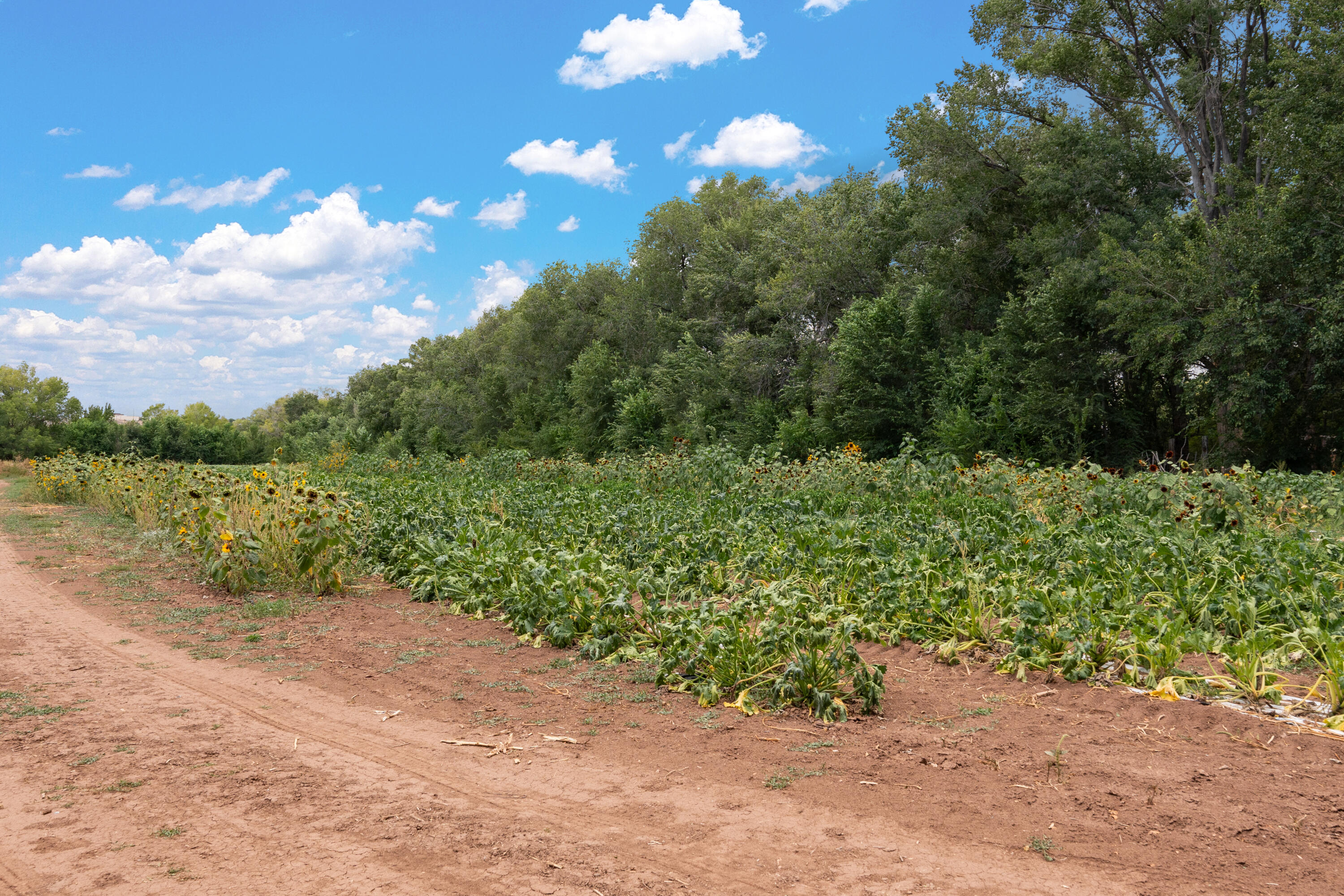 Wallace Lane, Corrales, New Mexico image 6