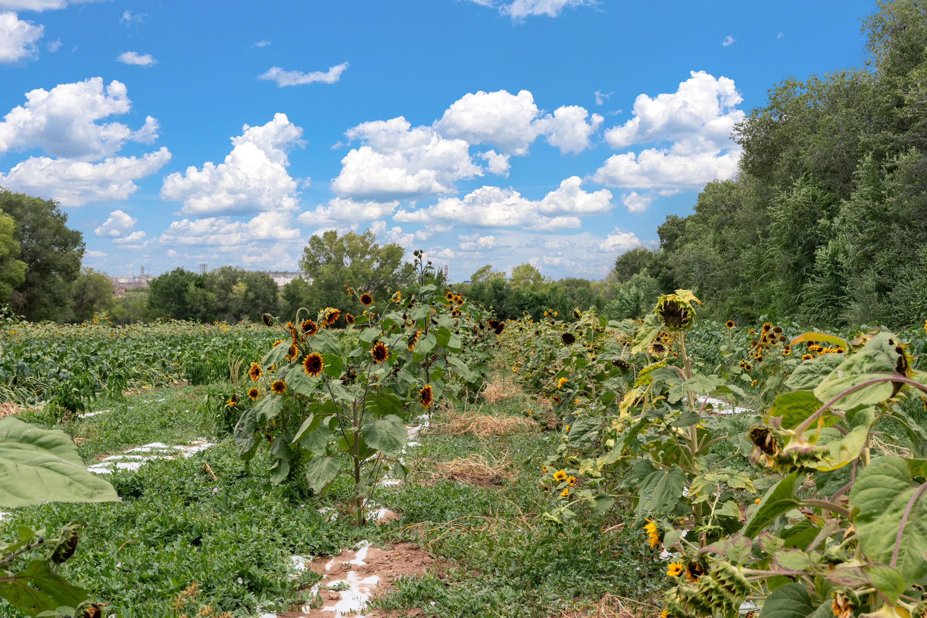 Wallace Lane, Corrales, New Mexico image 7