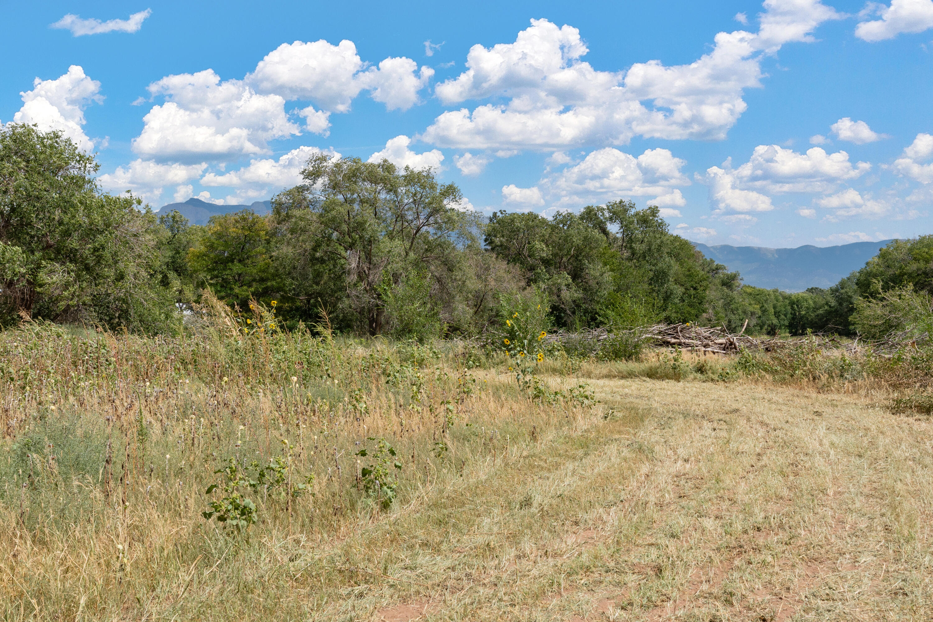 Wallace Lane, Corrales, New Mexico image 10