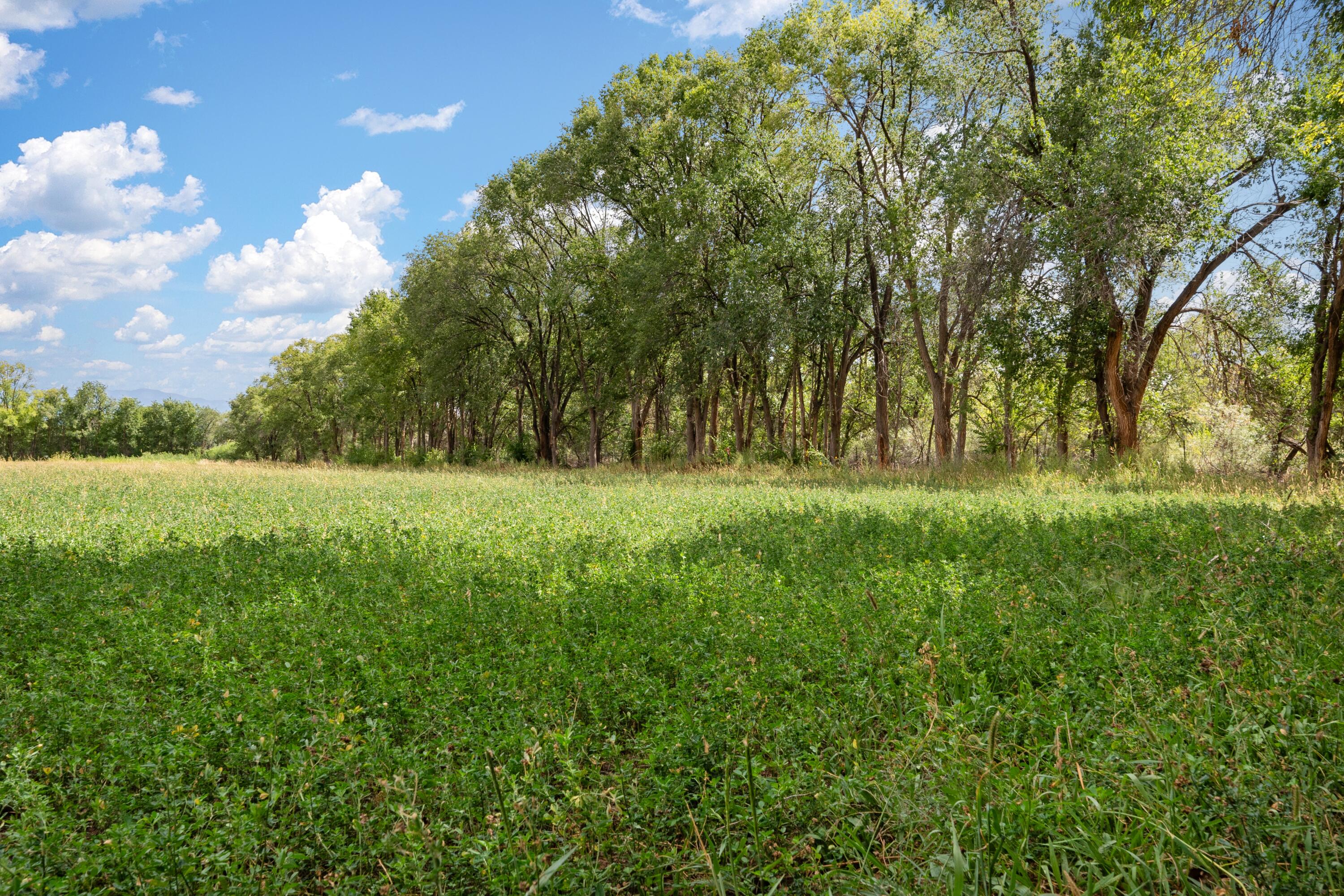 Wallace Lane, Corrales, New Mexico image 3