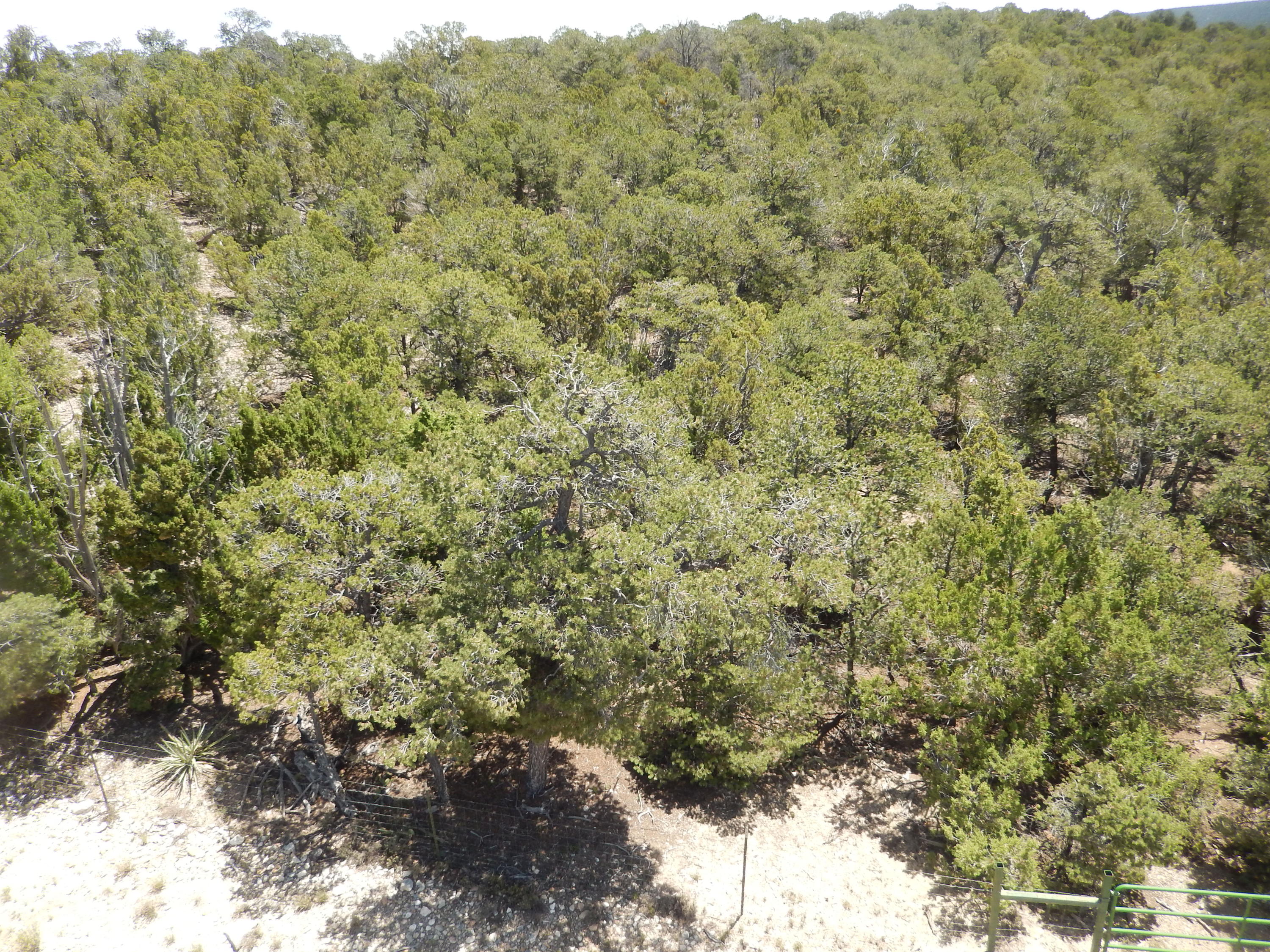 40 Alta Vista Road, Tijeras, New Mexico image 8