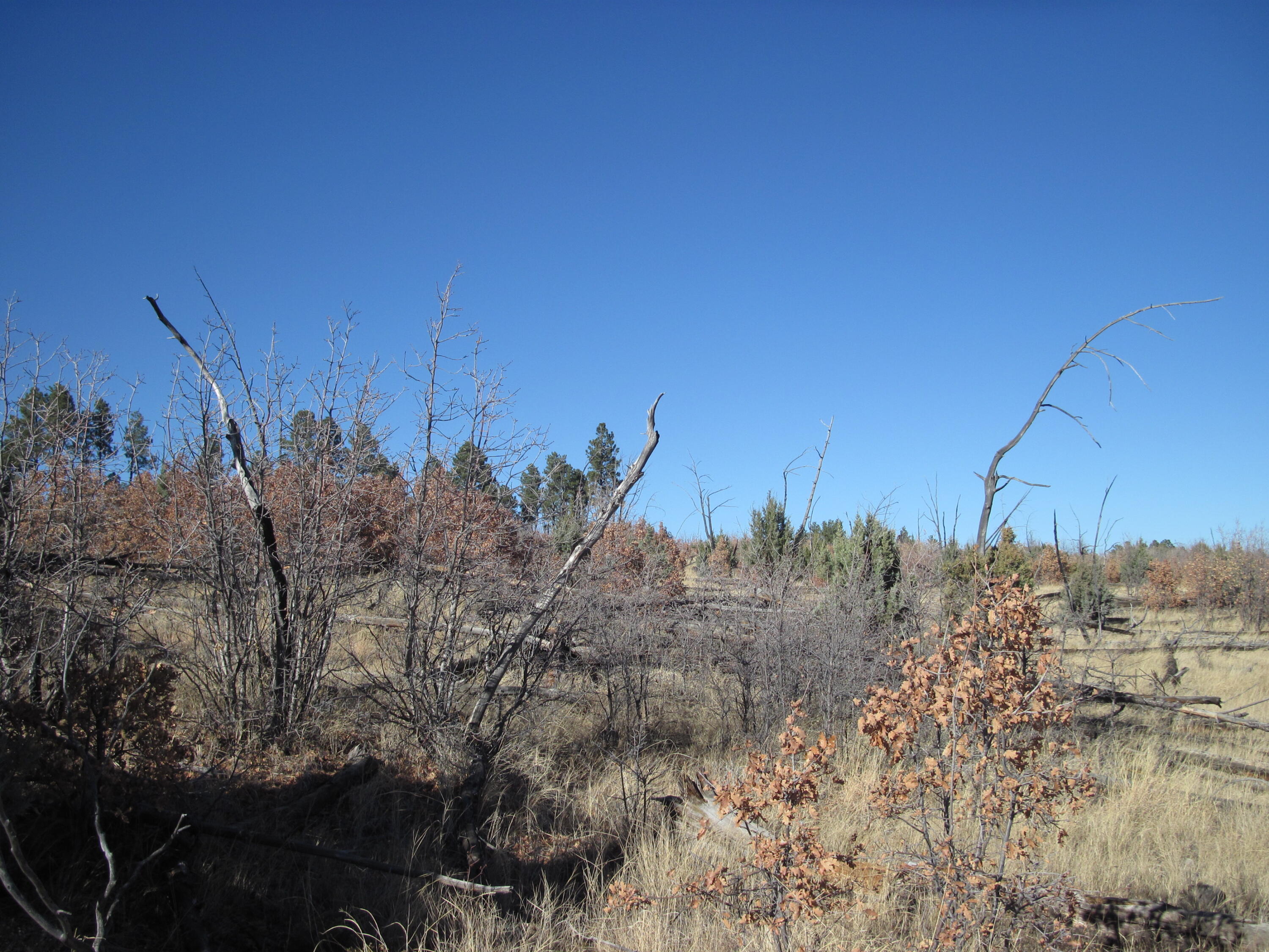 11 Lot Sherwood Forest Drive, Torreon, New Mexico image 13