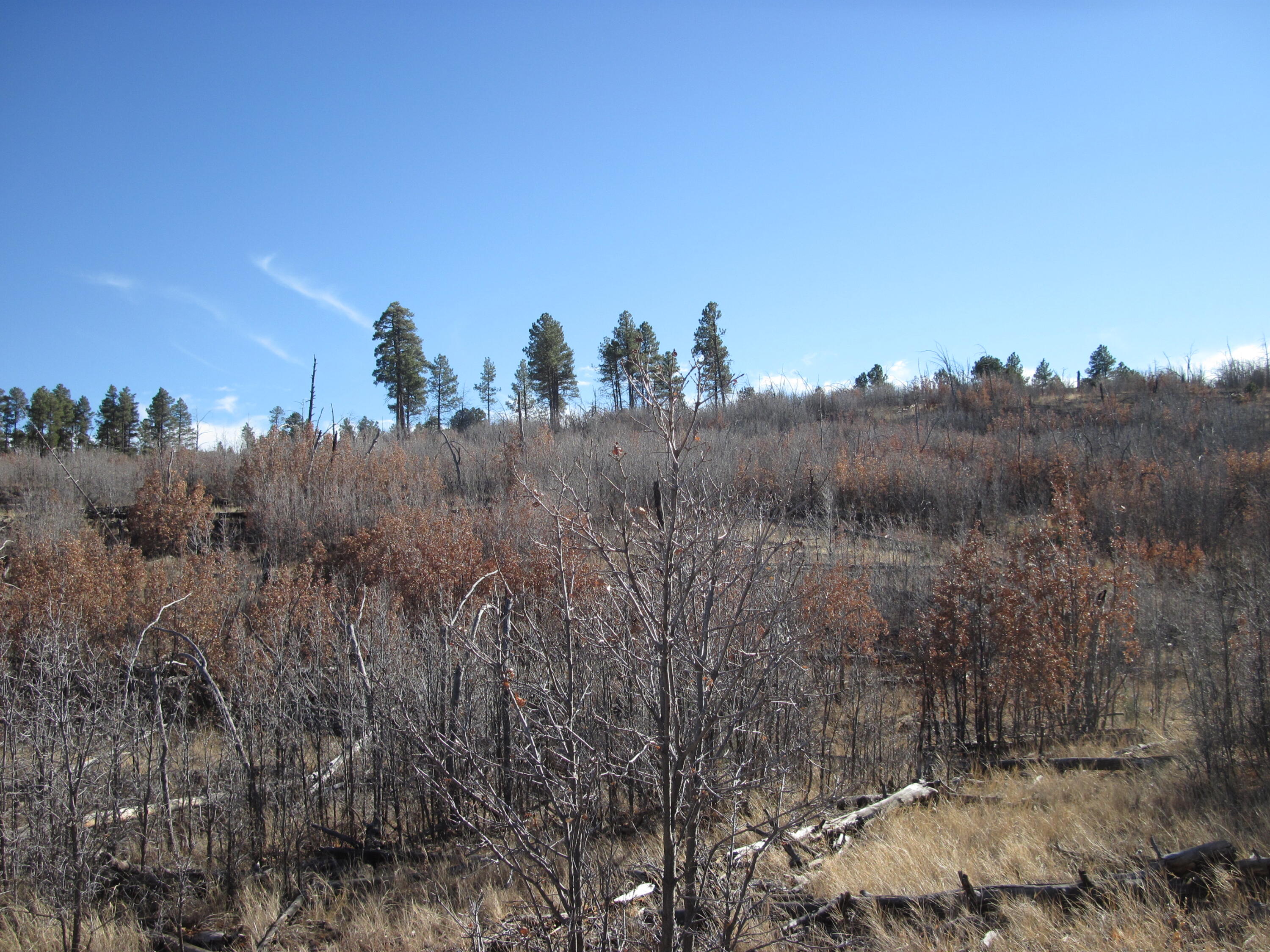 11 Lot Sherwood Forest Drive, Torreon, New Mexico image 1