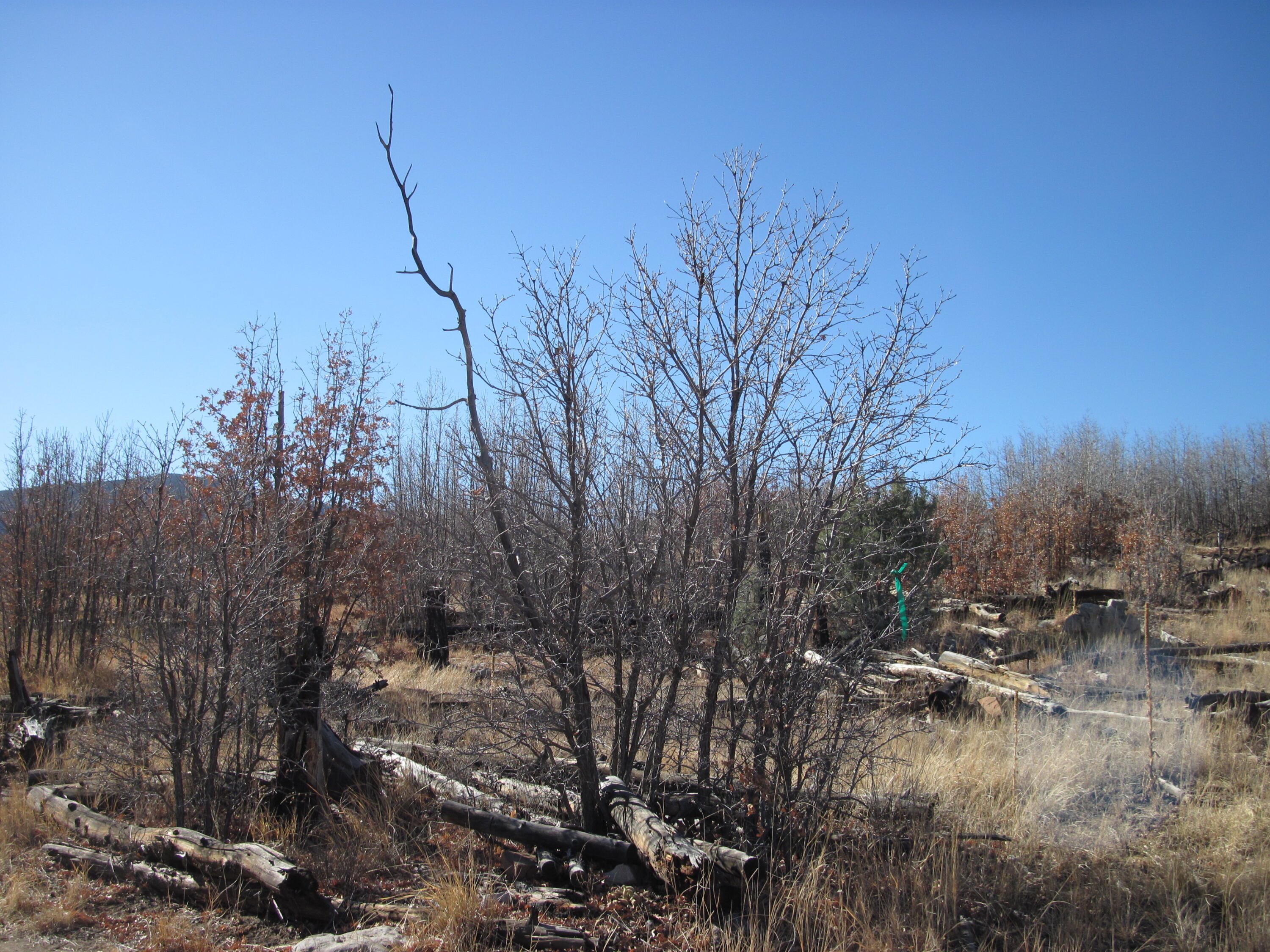 11 Lot Sherwood Forest Drive, Torreon, New Mexico image 11