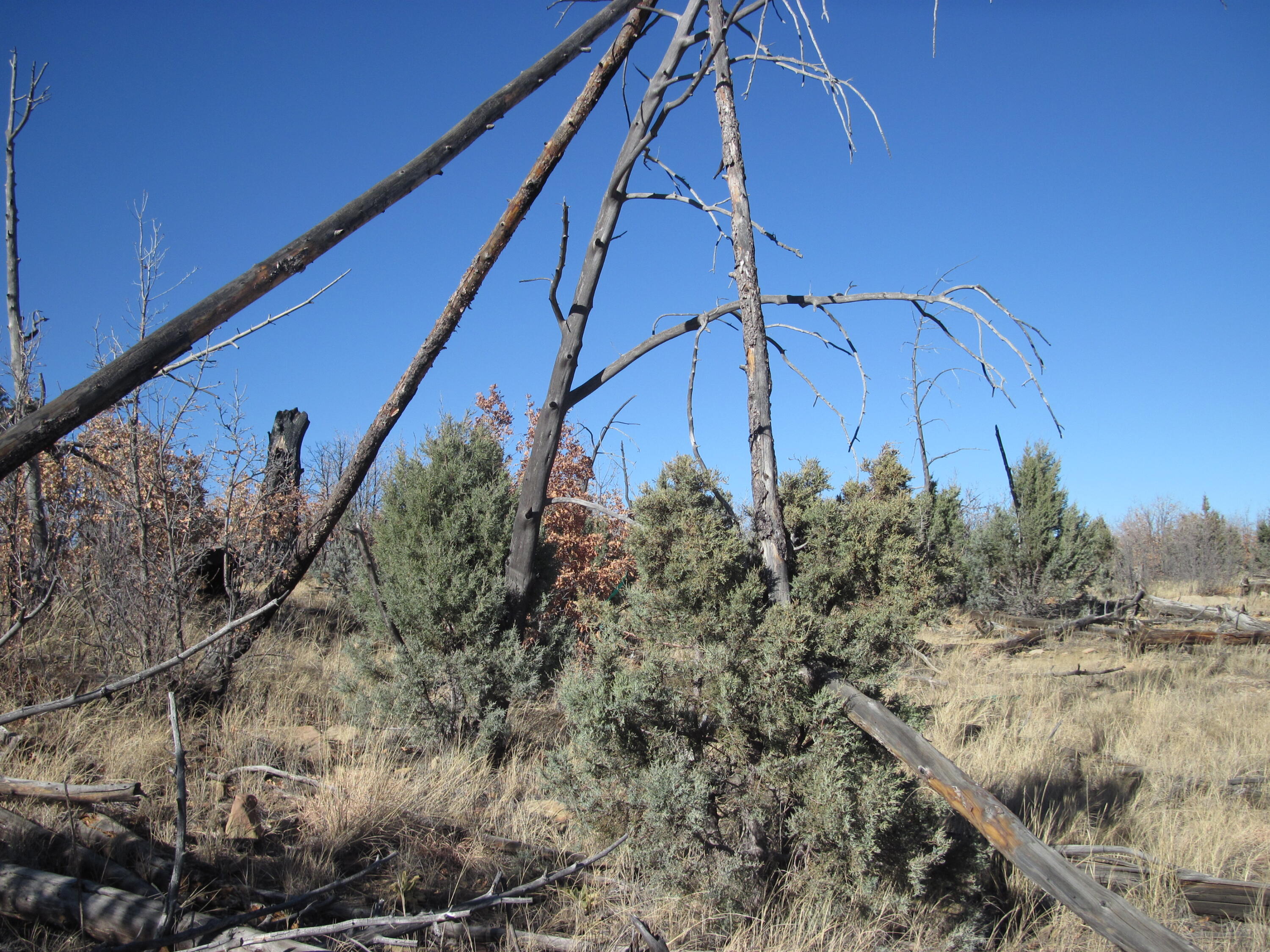 11 Lot Sherwood Forest Drive, Torreon, New Mexico image 20