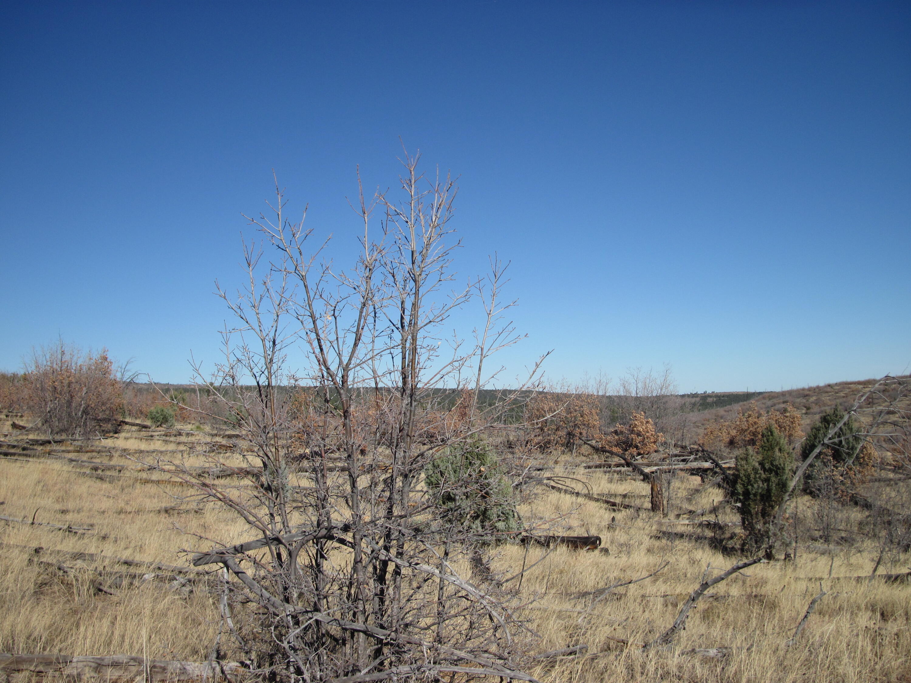 11 Lot Sherwood Forest Drive, Torreon, New Mexico image 14