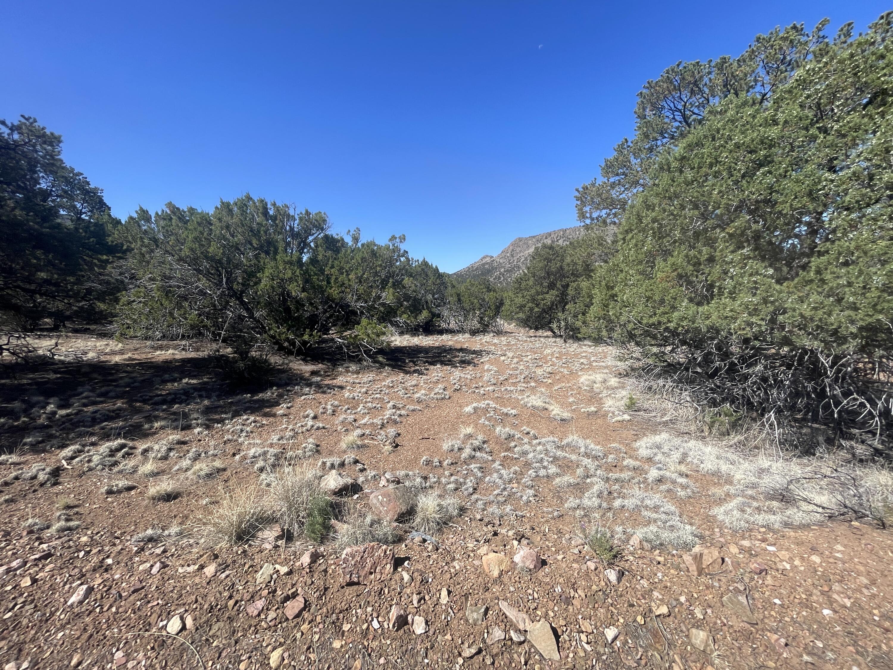 39.33 Patterson Canyon, Magdalena, New Mexico image 13