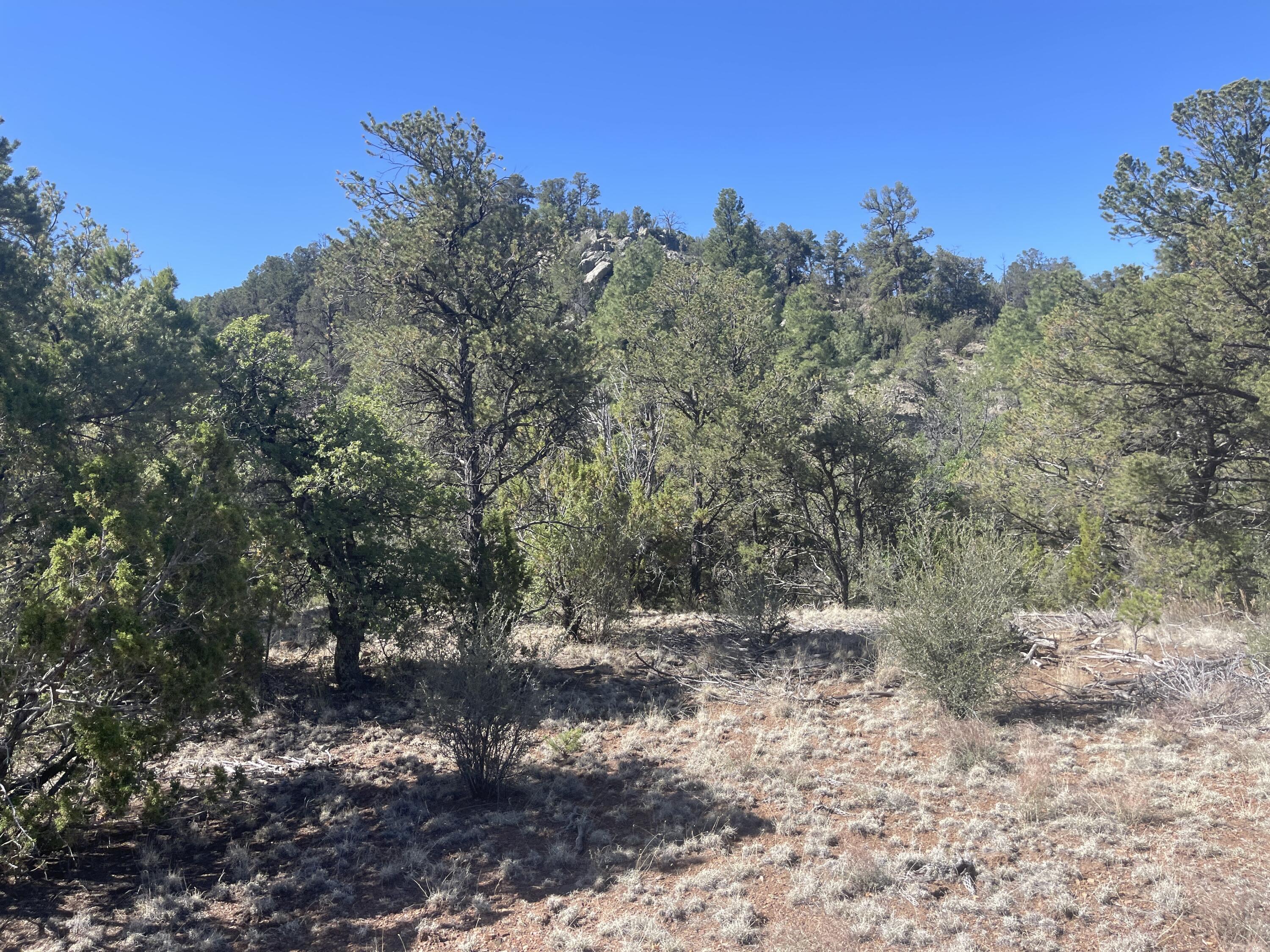 39.33 Patterson Canyon, Magdalena, New Mexico image 12