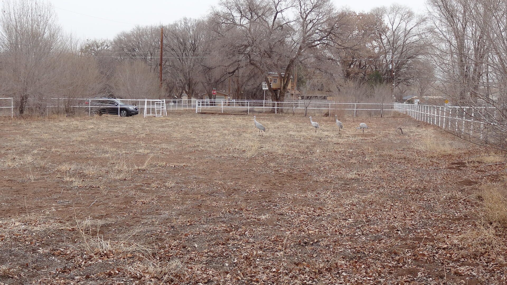 6525 Corrales Road, Corrales, New Mexico image 17