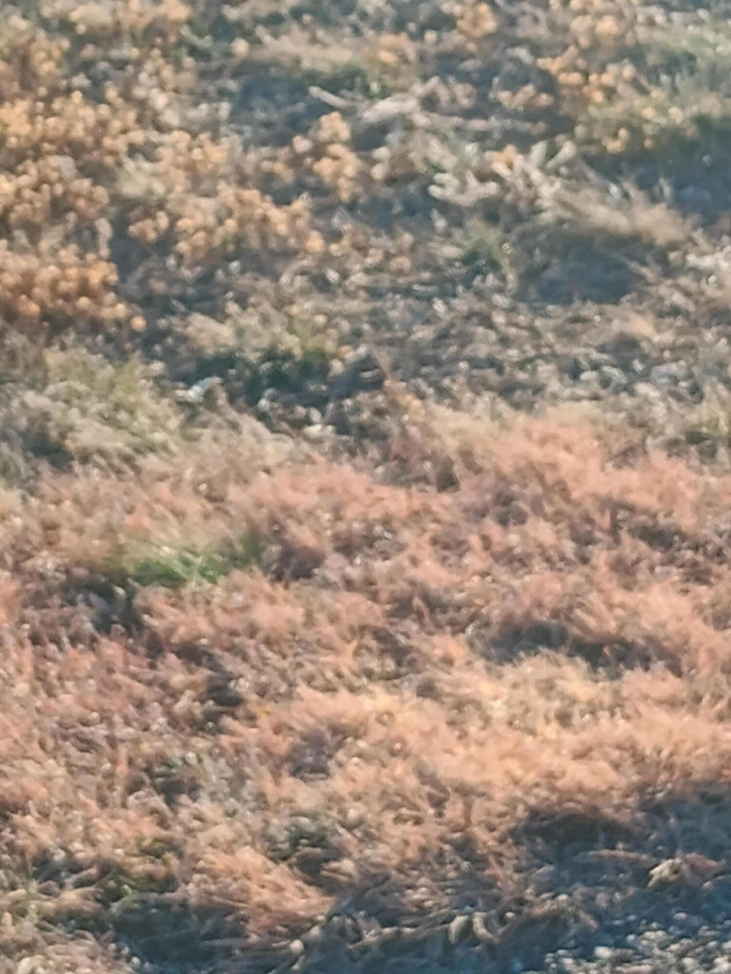 68 Evening Star Loop