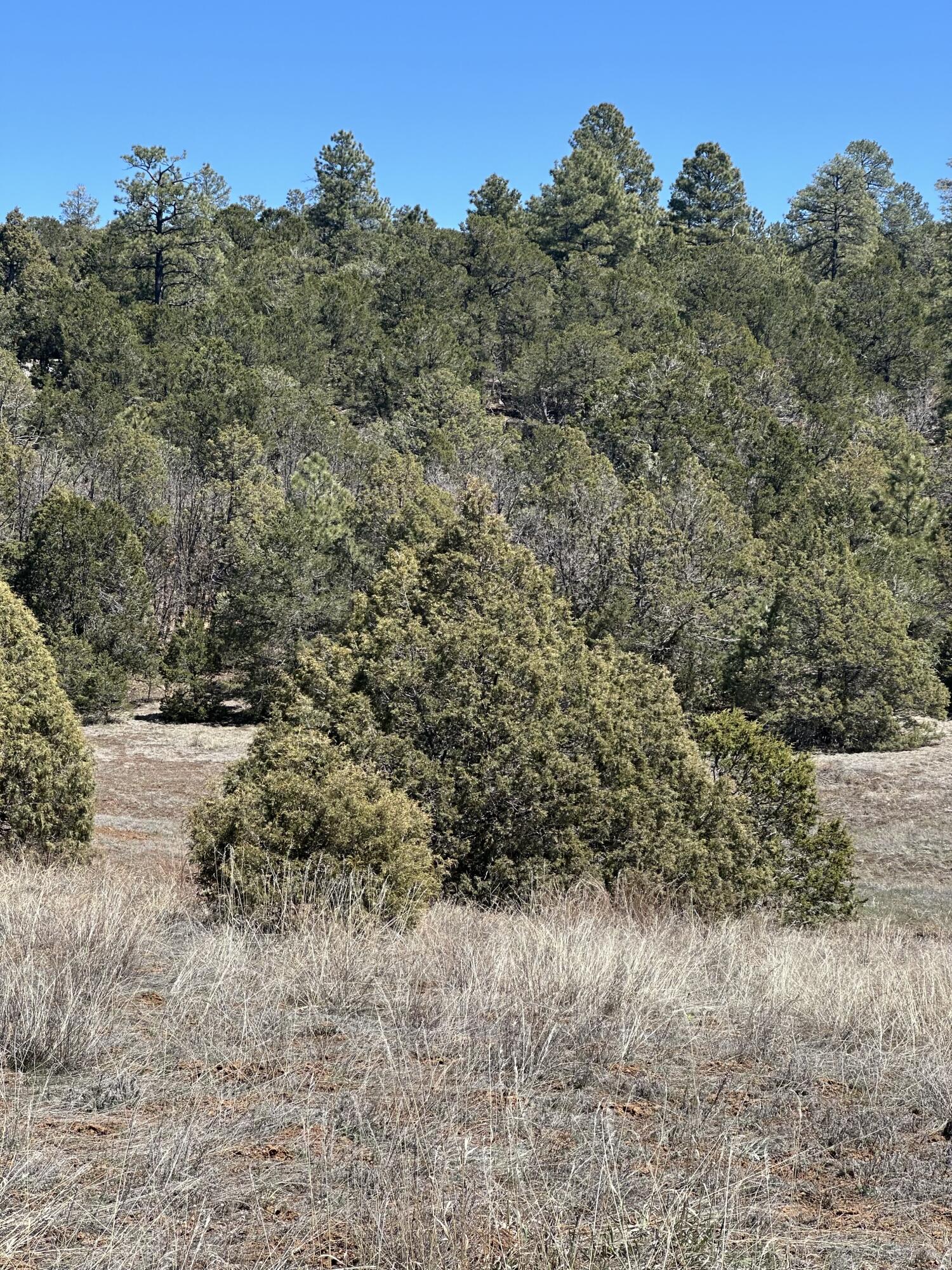 67 Skyland Boulevard, Tijeras, New Mexico image 2