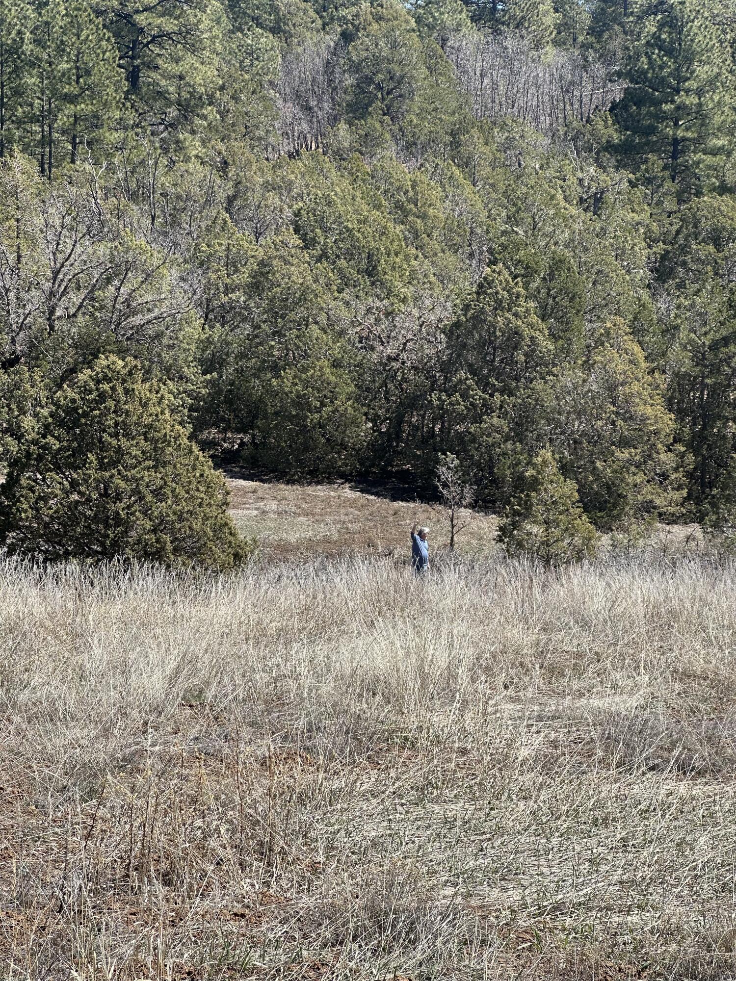 67 Skyland Boulevard, Tijeras, New Mexico image 1