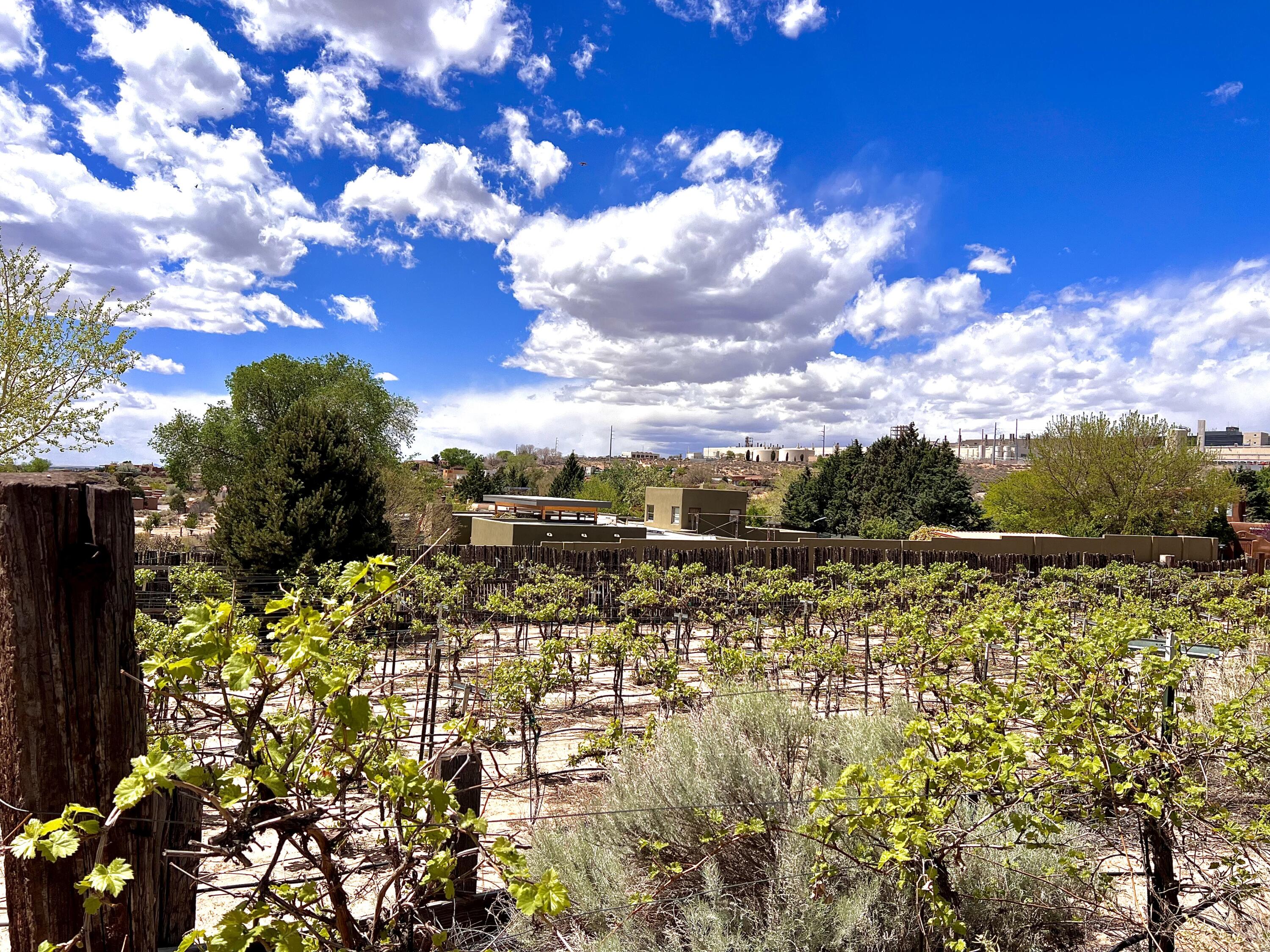 1452 W Meadowlark Lane, Corrales, New Mexico image 45