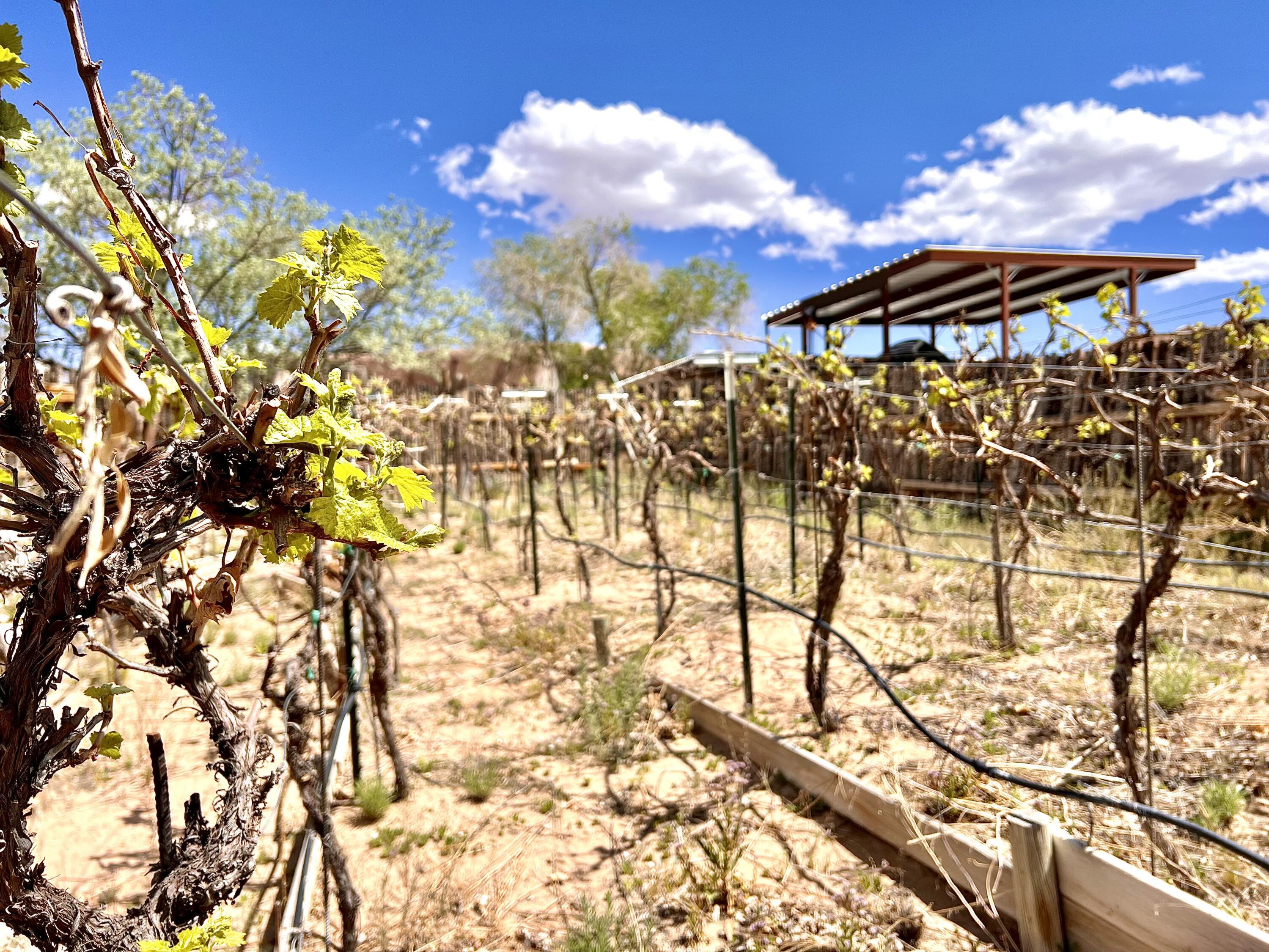 1452 W Meadowlark Lane, Corrales, New Mexico image 44