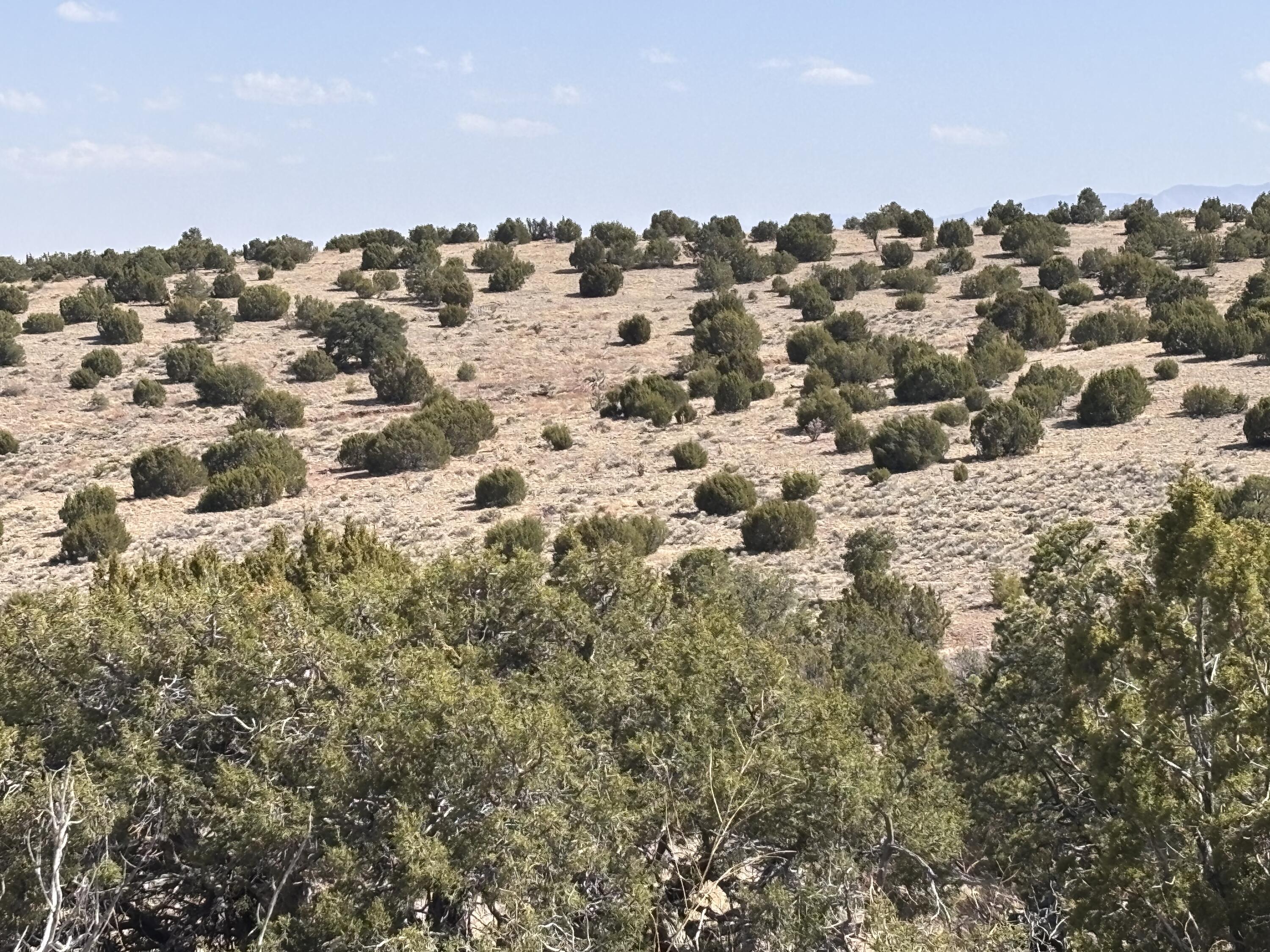 Lot 173 Pinon Springs Ranch, Magdalena, New Mexico image 14