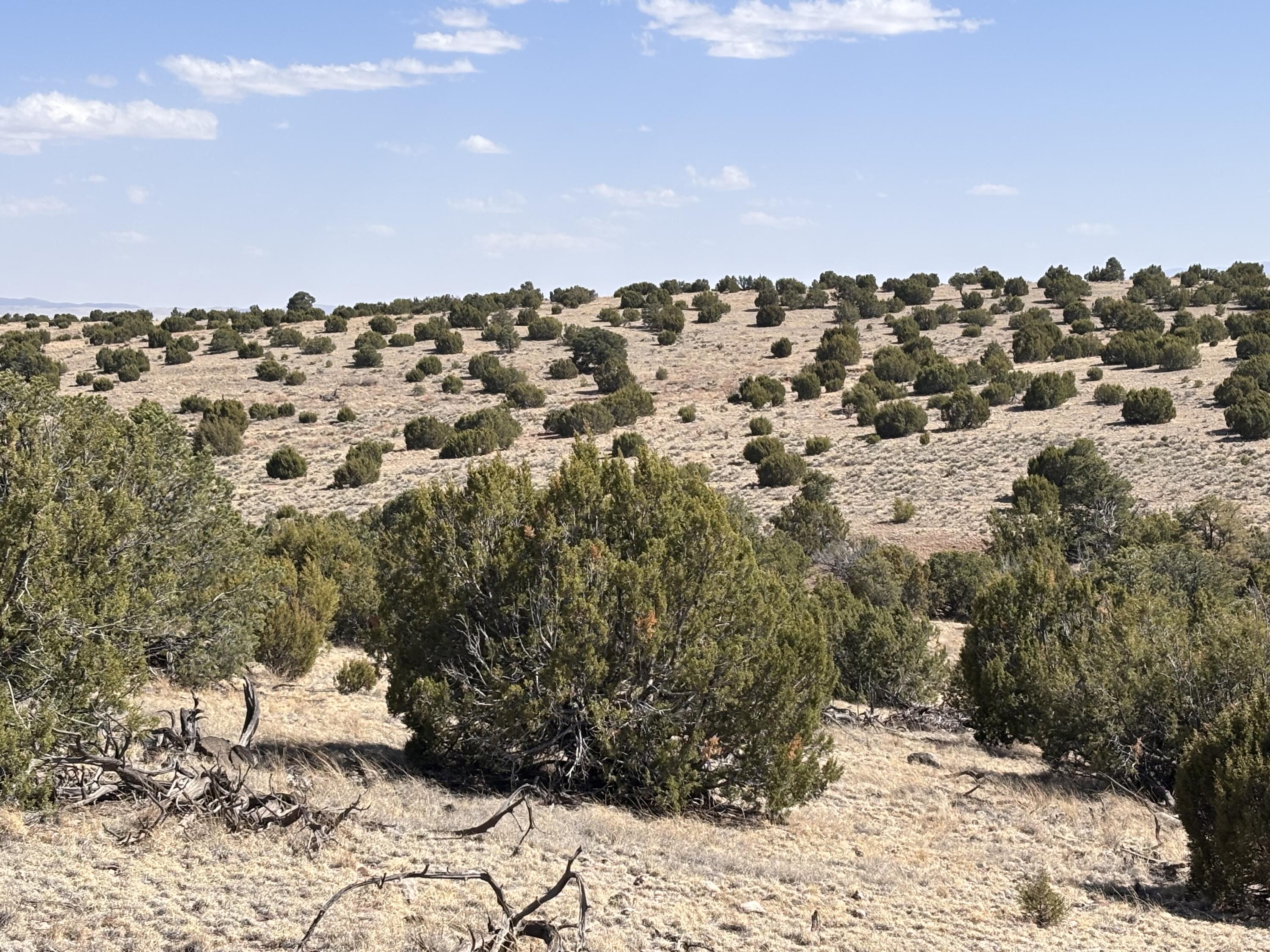 Lot 173 Pinon Springs Ranch, Magdalena, New Mexico image 8
