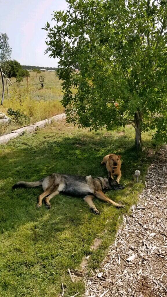20 Reubens Lane, Edgewood, New Mexico image 29