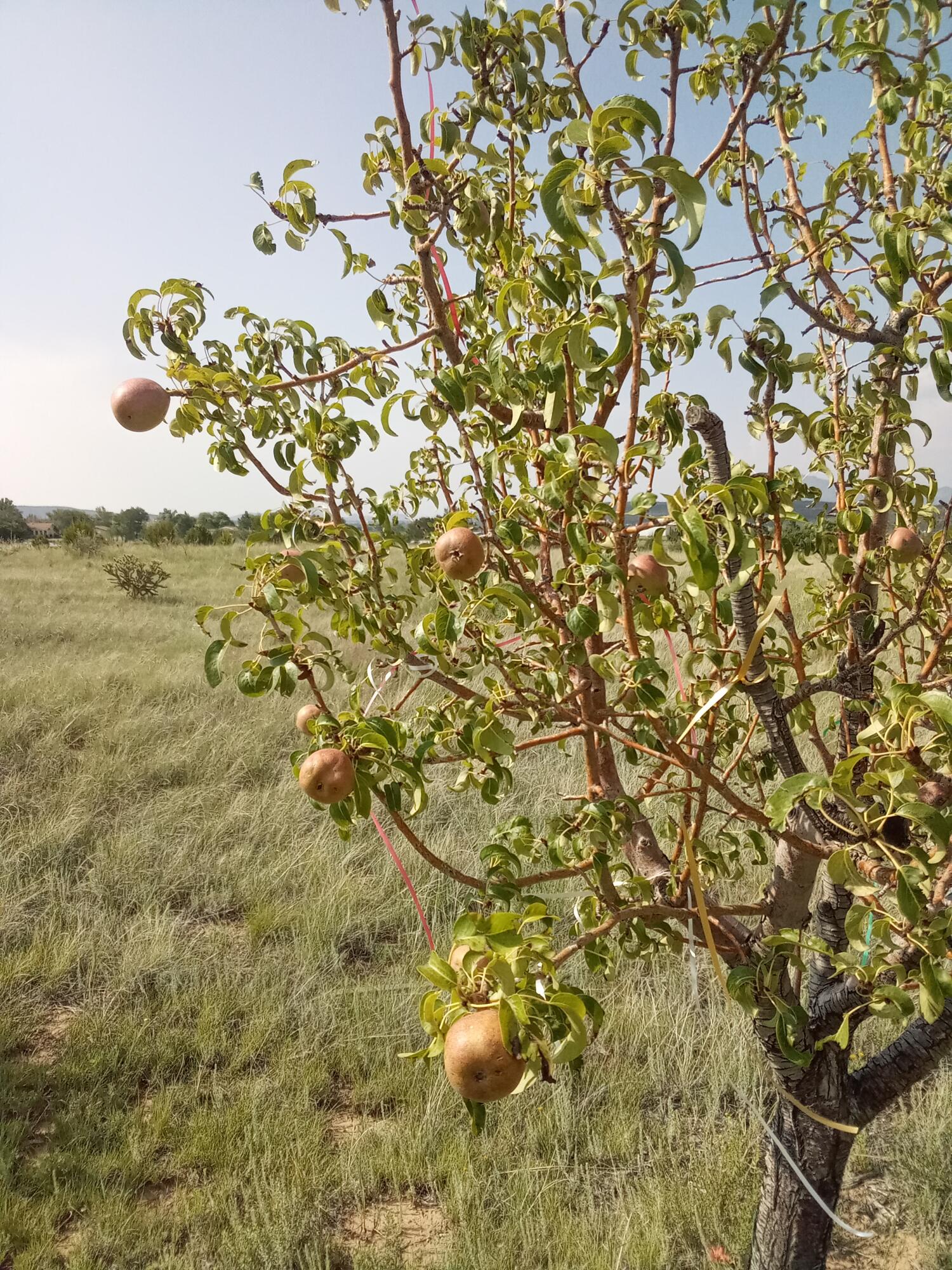 20 Reubens Lane, Edgewood, New Mexico image 39