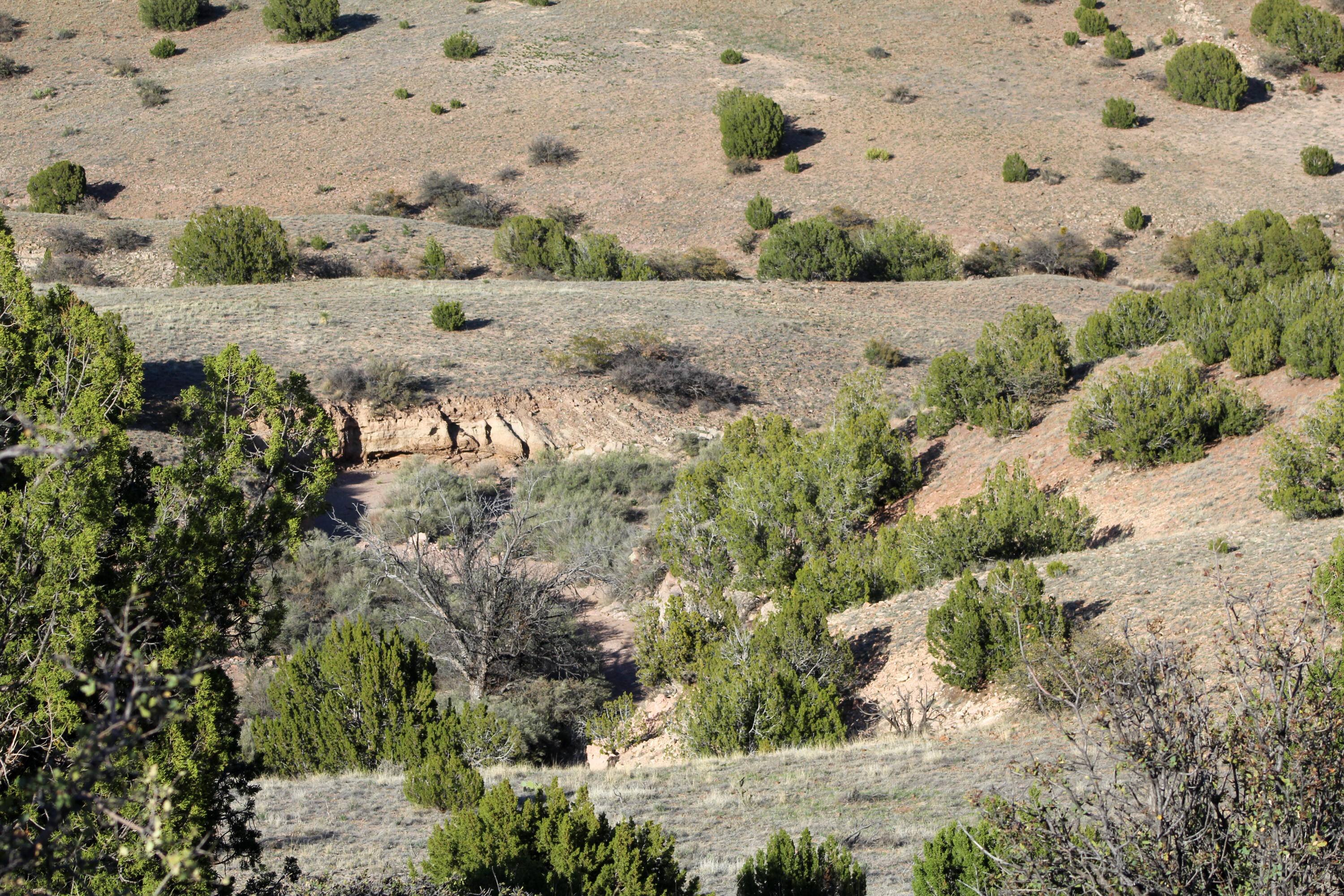 Antelope Run, Magdalena, New Mexico image 32