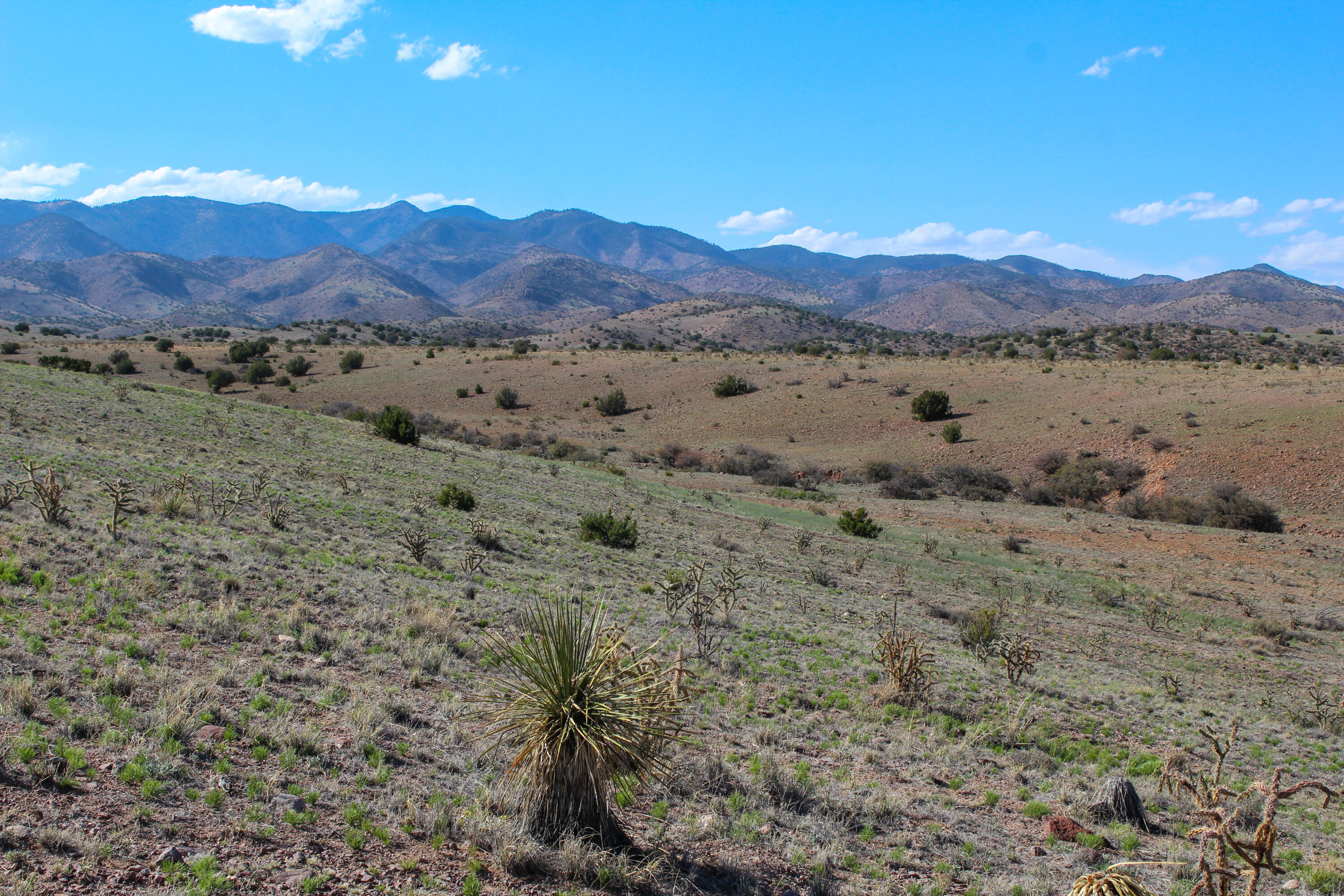 Antelope Run, Magdalena, New Mexico image 4