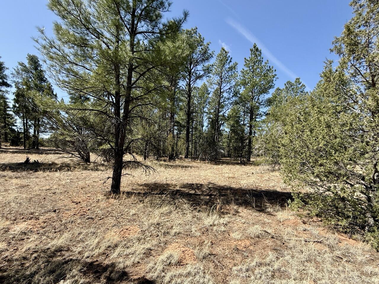 Lot 24 Timberlake Road, Ramah, New Mexico image 23