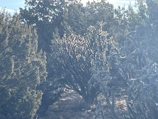 69 Round Top Rd, Mountainair, New Mexico image 44