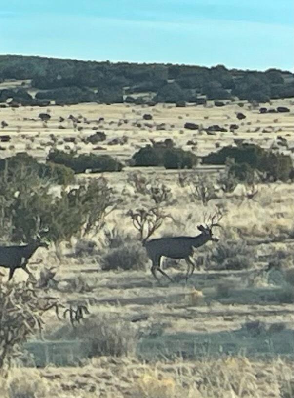 69 Round Top Rd, Mountainair, New Mexico image 43