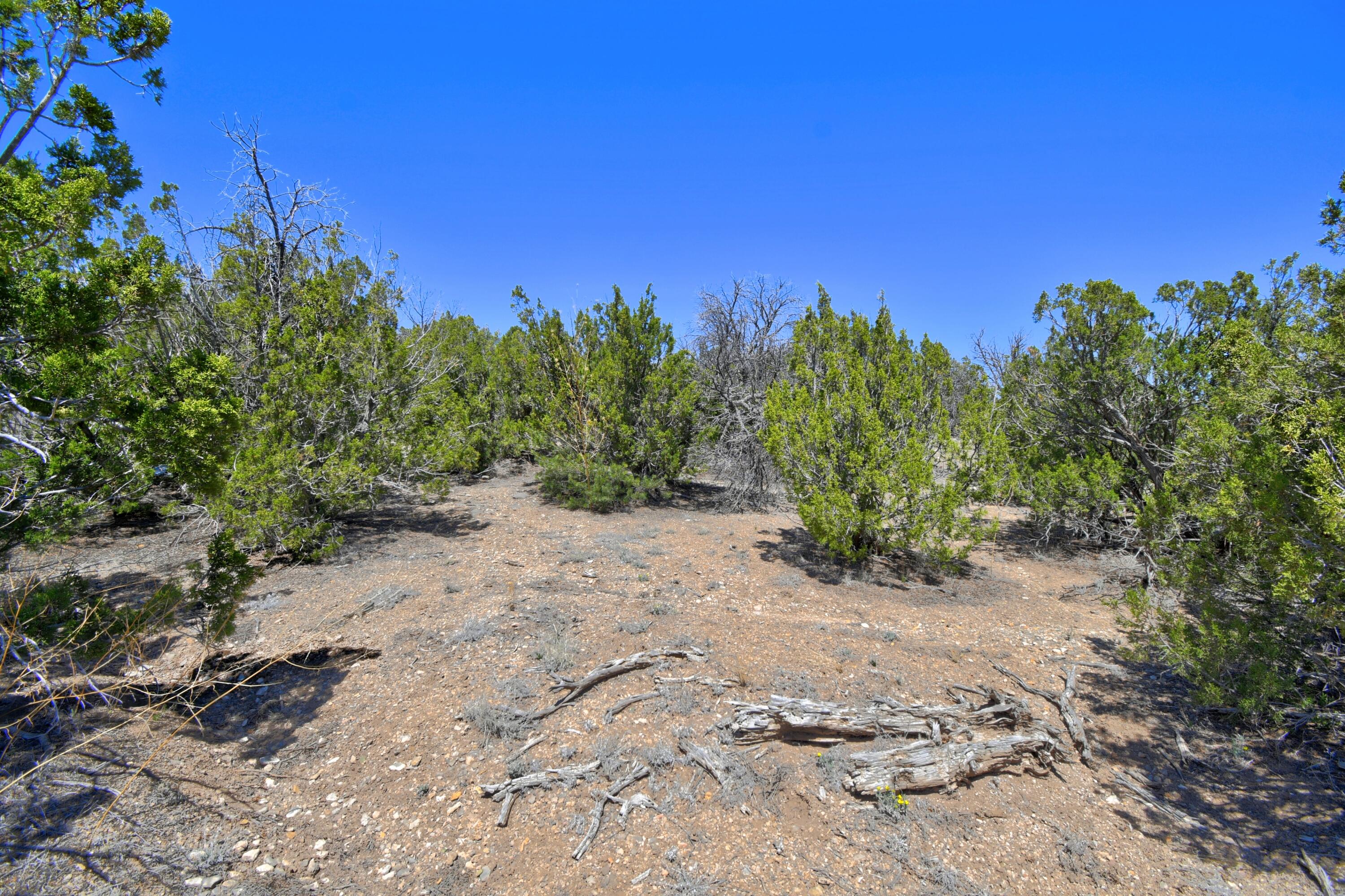 Lot 79 San Pedro Creek Estates, Sandia Park, New Mexico image 22